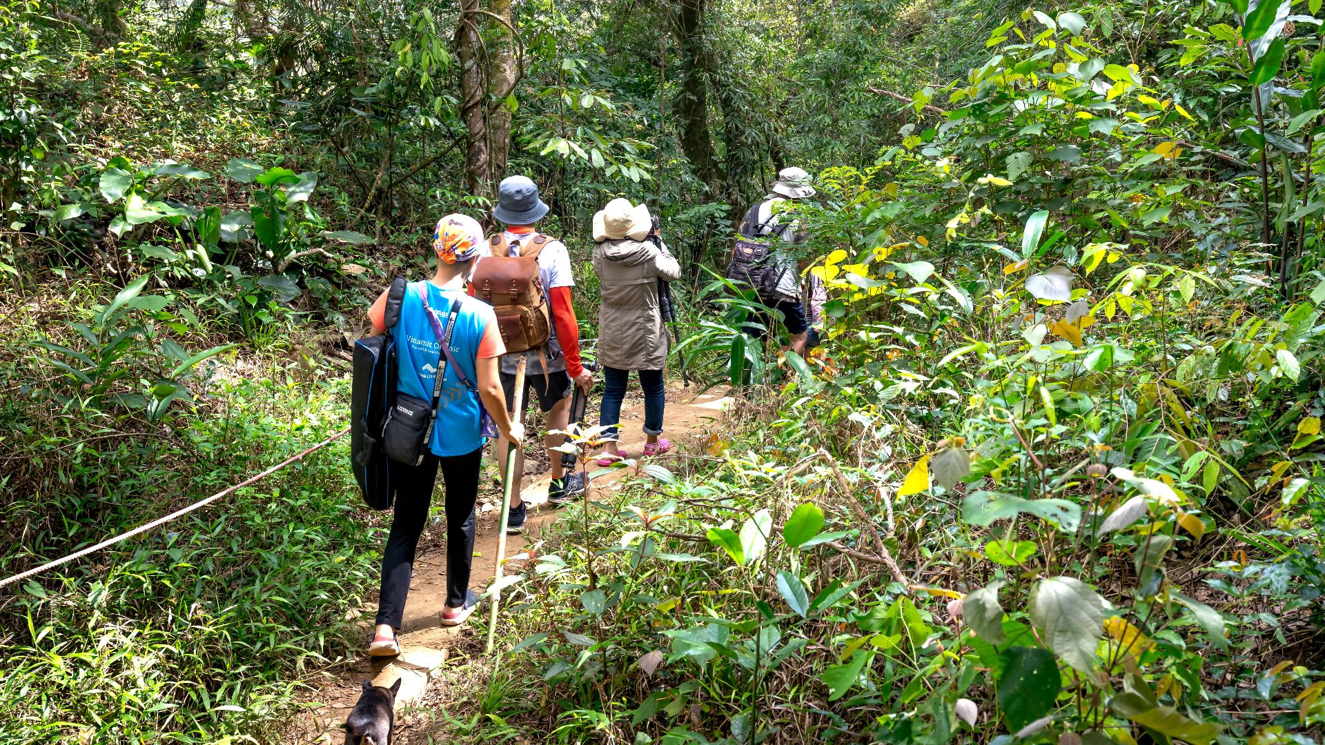 A group of hikers walking through a dense, green forest path on a sunny day.