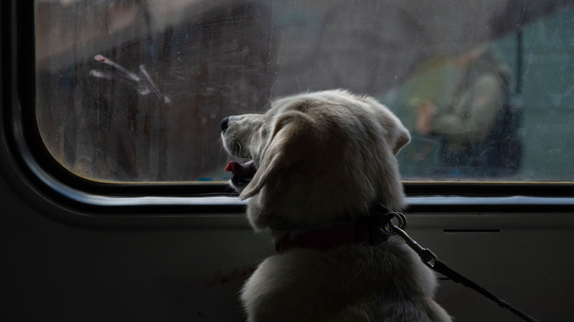 A dog peeks out a train window, wearing a leash, capturing a serene travel moment.