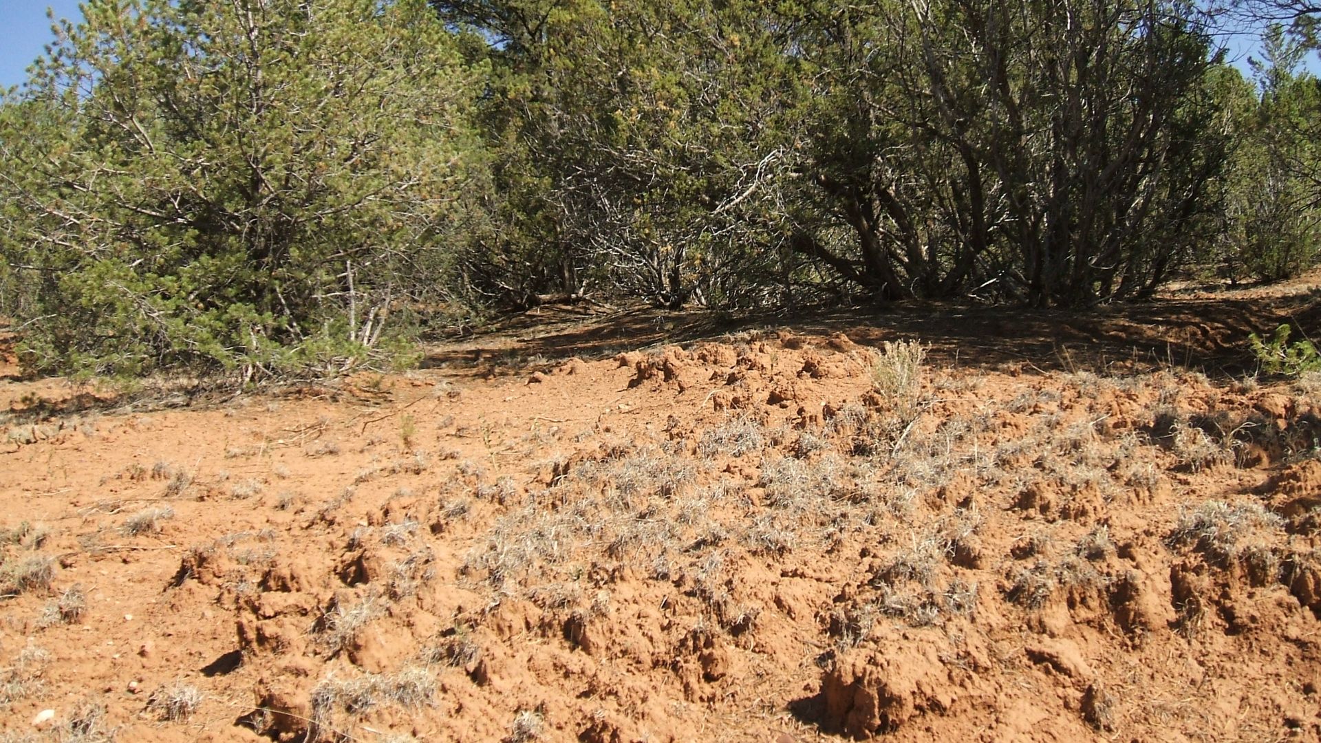 2013 - Deep Pedestelling of Native Grasses, Barely Grazed for Decades, Pecos National Historic Park, the Former Forked Lightning Ranch,  NM