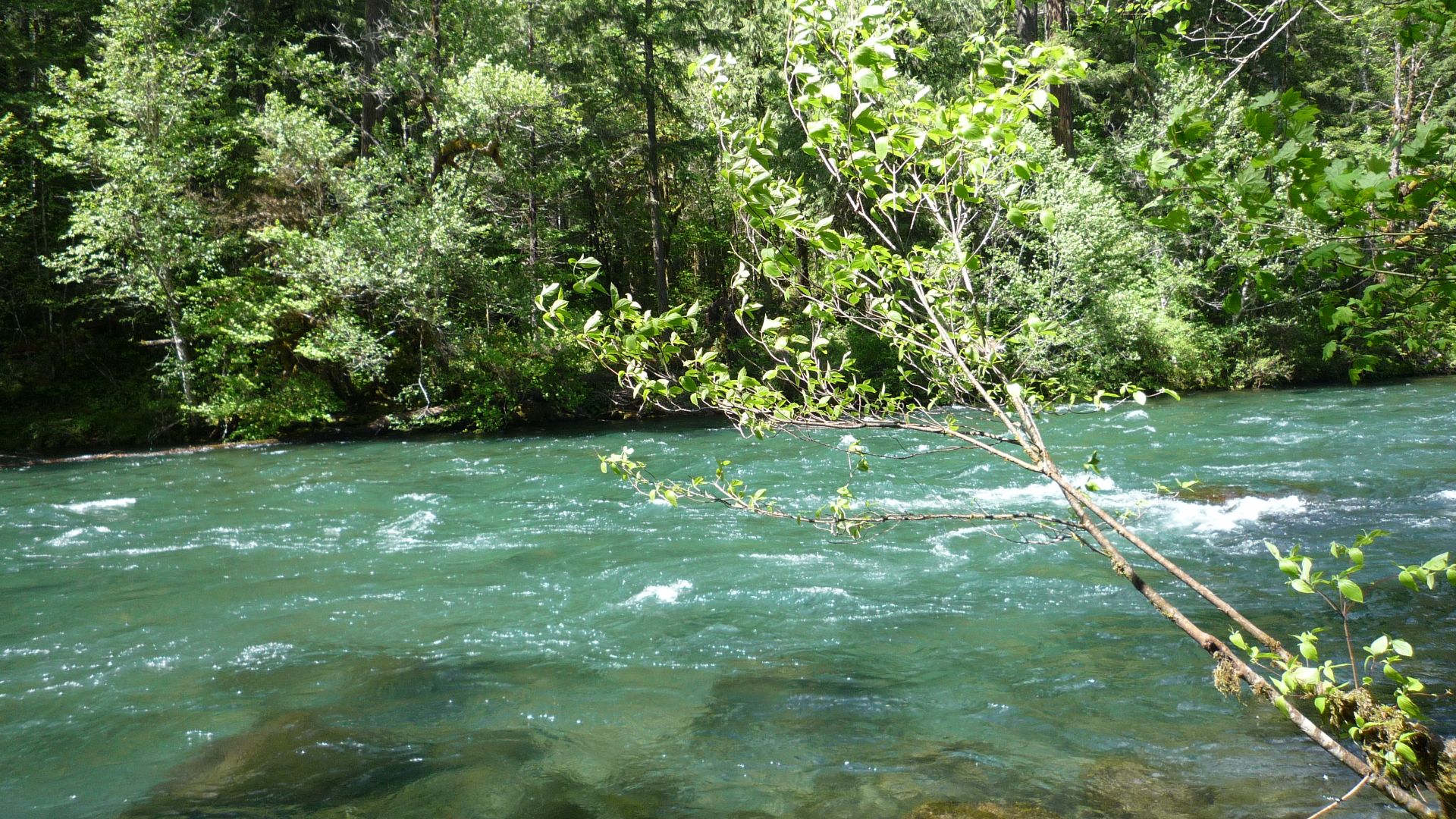 The McKenzie River in Western Oregon, United States