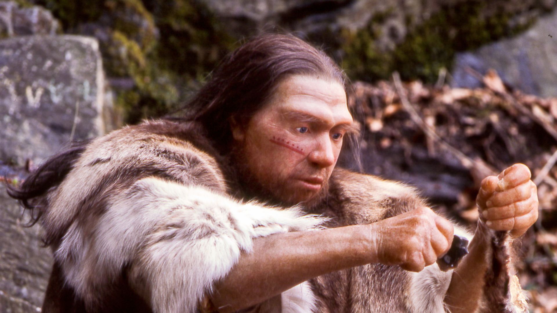 Lebend-Rekonstruktion im Neanderthal-Museum (Erkrath, Mettmann) eines Homo sapiens neanderthalensis-Jägers