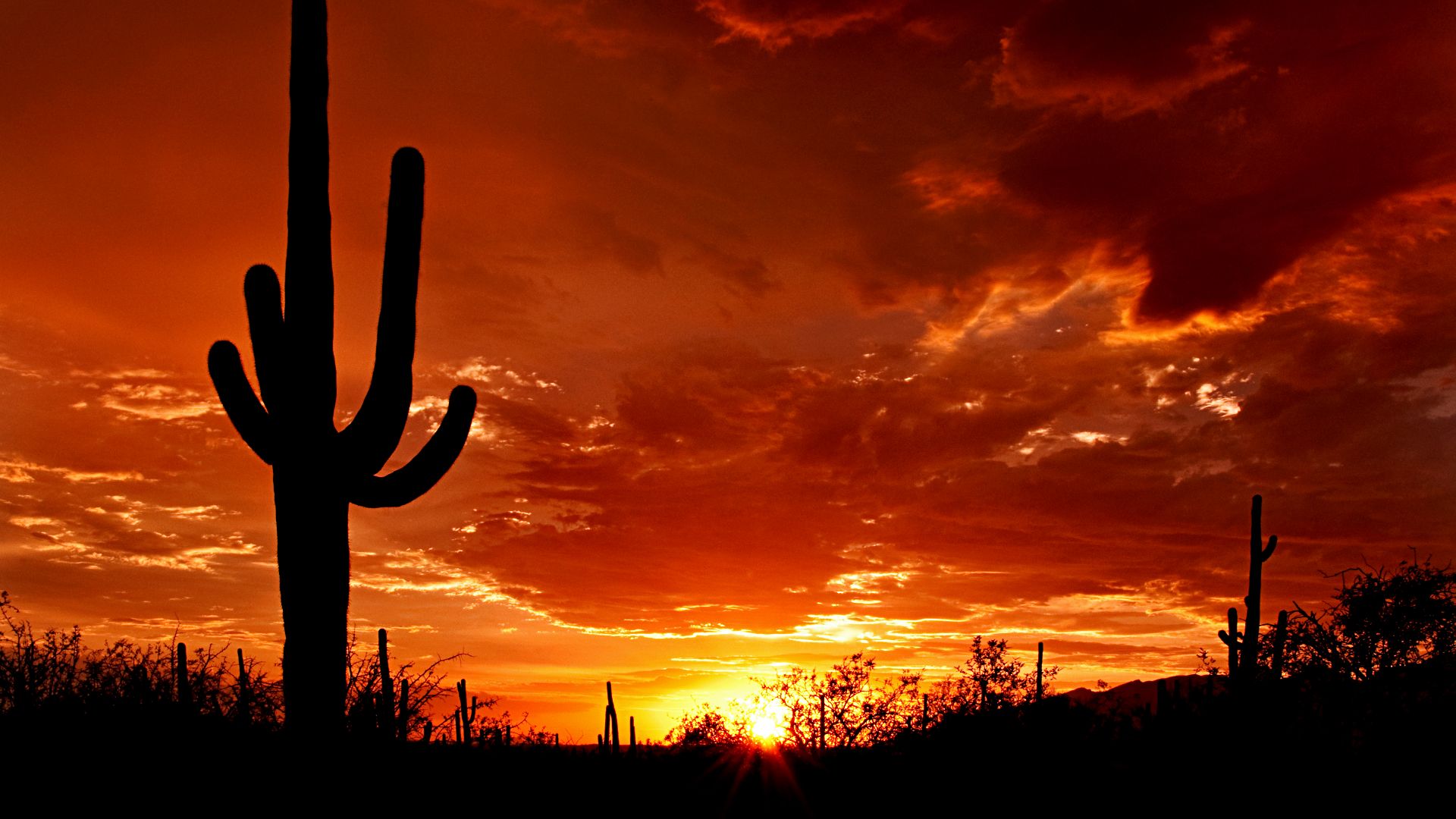 The silhouette of a large saguaro stands at sunset in Saguaro National Park on the east side of Tucson, Arizona.