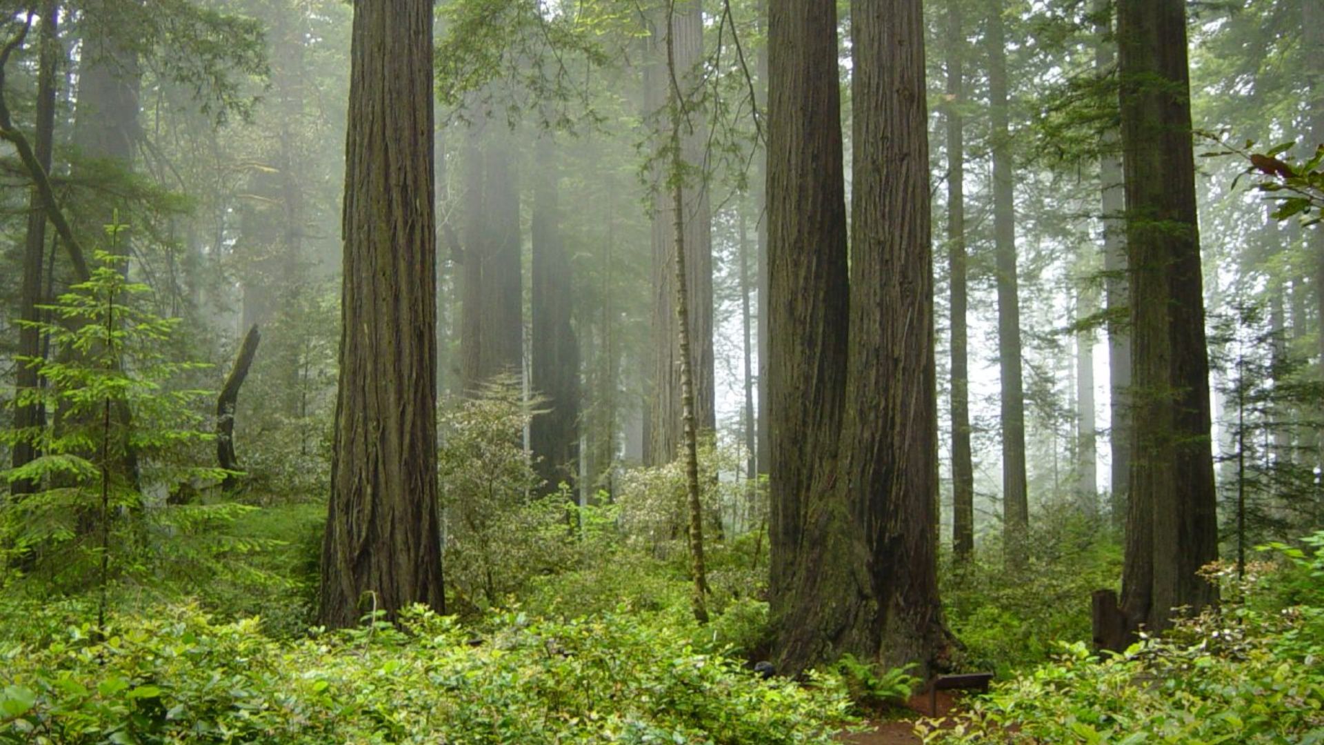Coast Redwood forest and understory plants — in Redwood National Park, California.