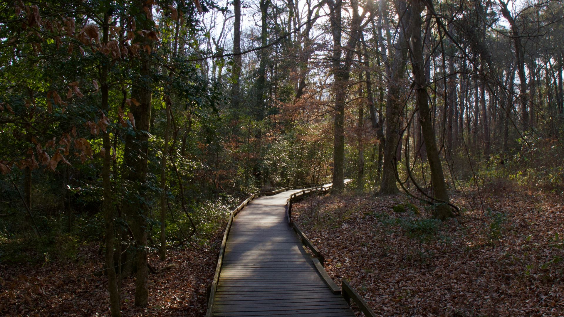 brown wooden pathway between trees during daytime