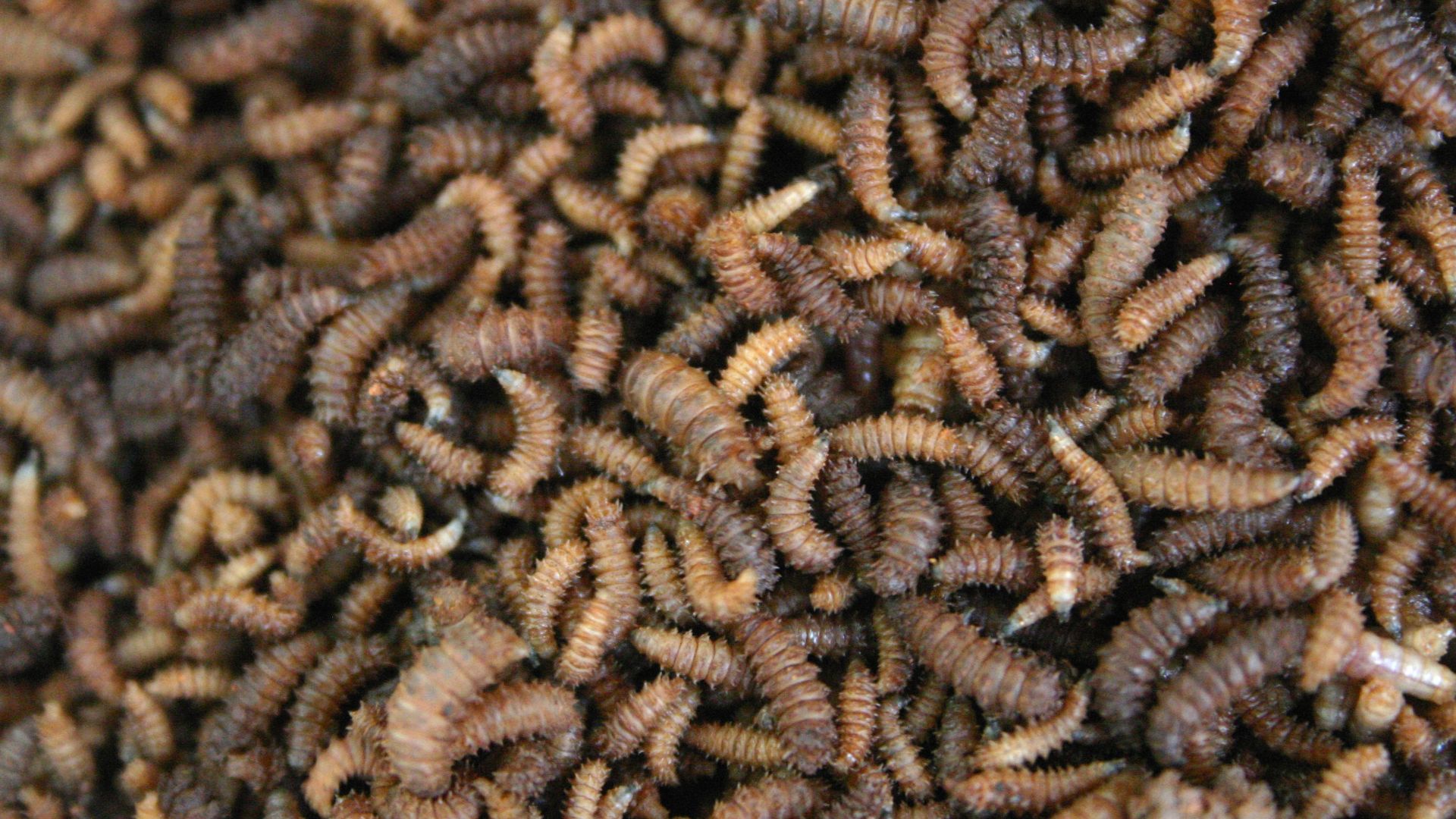 Fly and beetle larvae on 5-day old corpse of South African Porcupine (Hystrix africaeaustralis), Honeydew, Gauteng