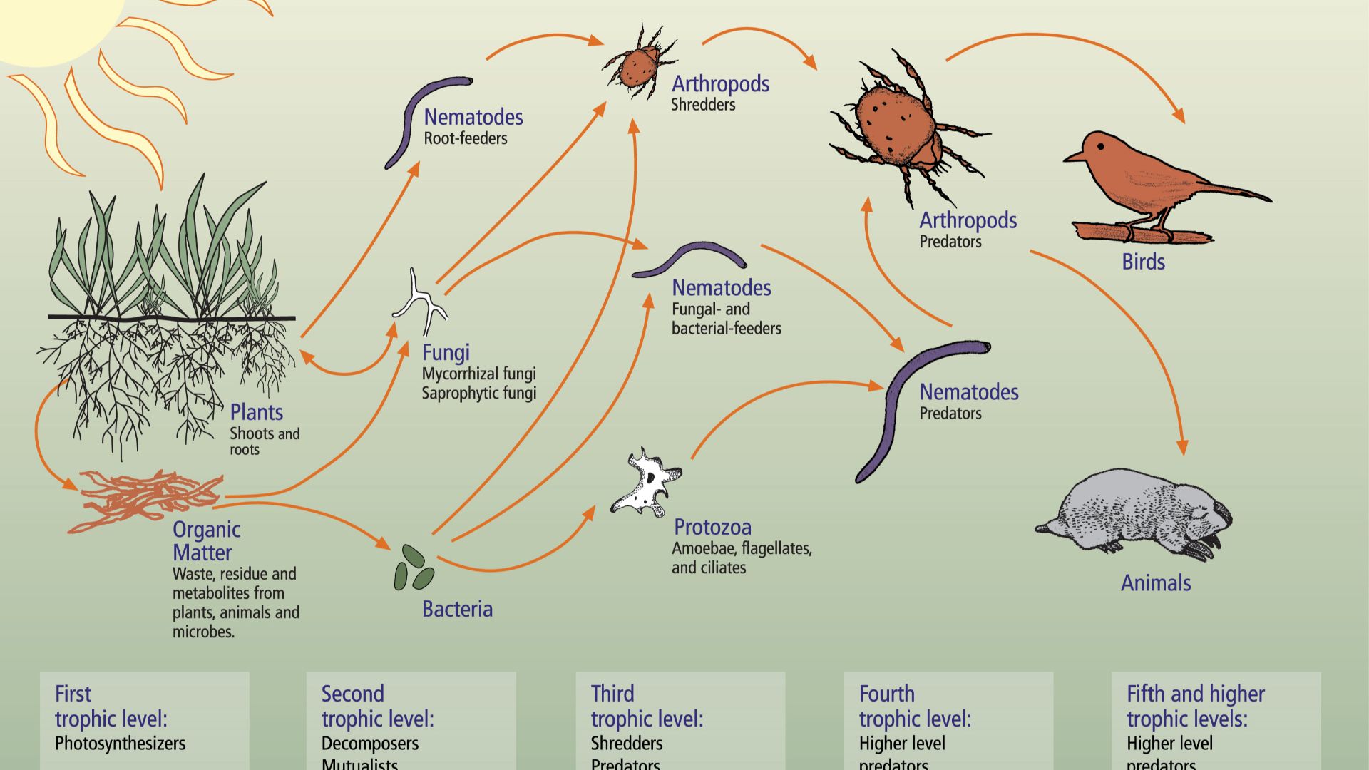 Diagram of the trophic relationships (food web) in the soil ecosystem: the lowest level (primary production) comprises, as usual in ecosystems at or close to the earth’s surface or water table of lakes and seas, photosynthetic organisms (land plants in th