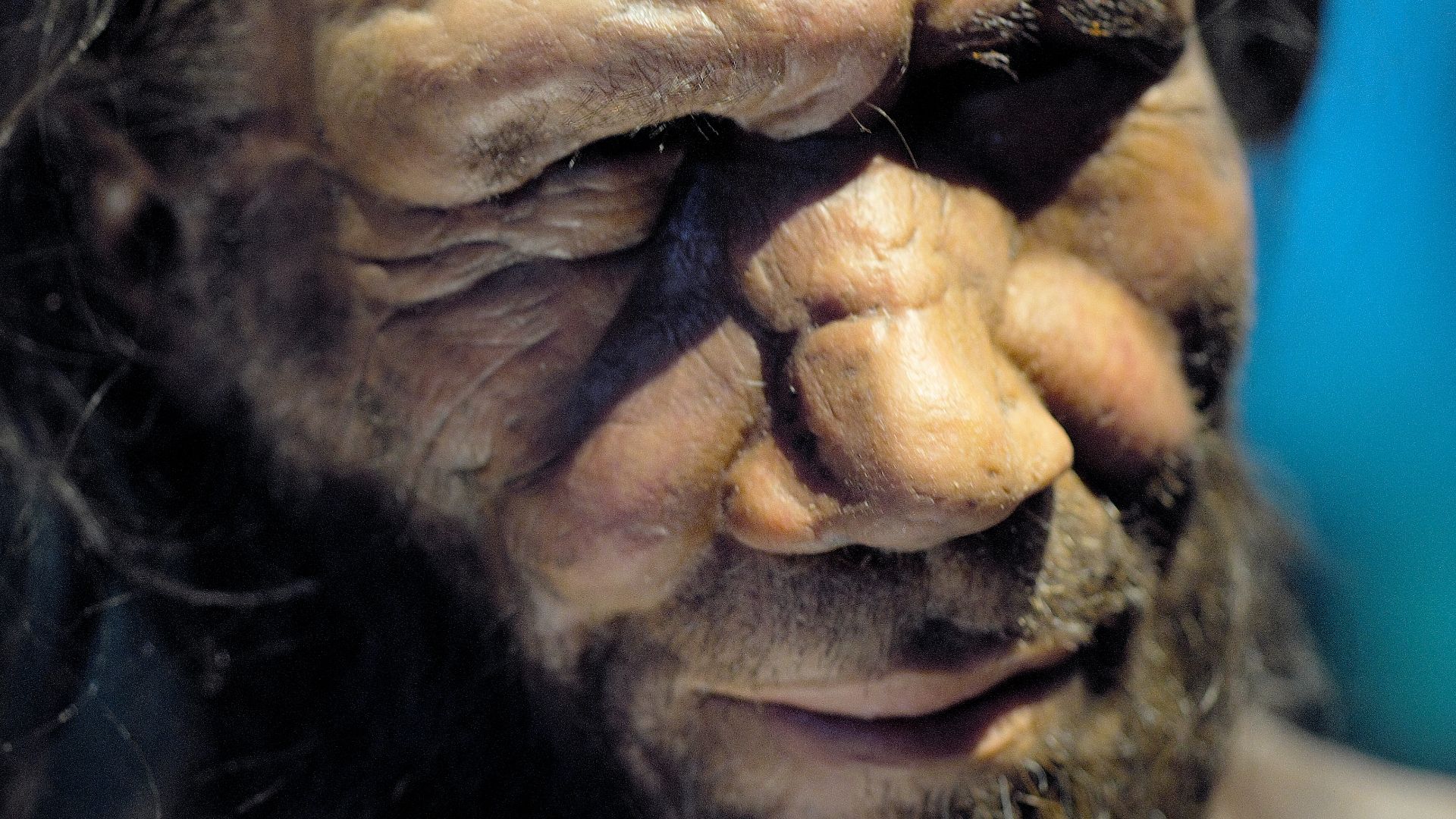 Neanderthal man reconstruction, Natural History Museum, London
Artistically and scholarly, this is a brilliant reconstruction of Neanderthal man who used to live in Europe through the Ice Ages until the arrrival of