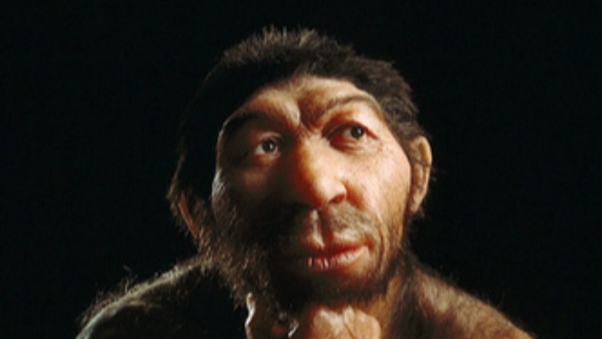 Reconstruction of a Homo neanderthalensis at Landesmuseum für Vorgeschichte Sachsen-Anhalt in Halle, Germany