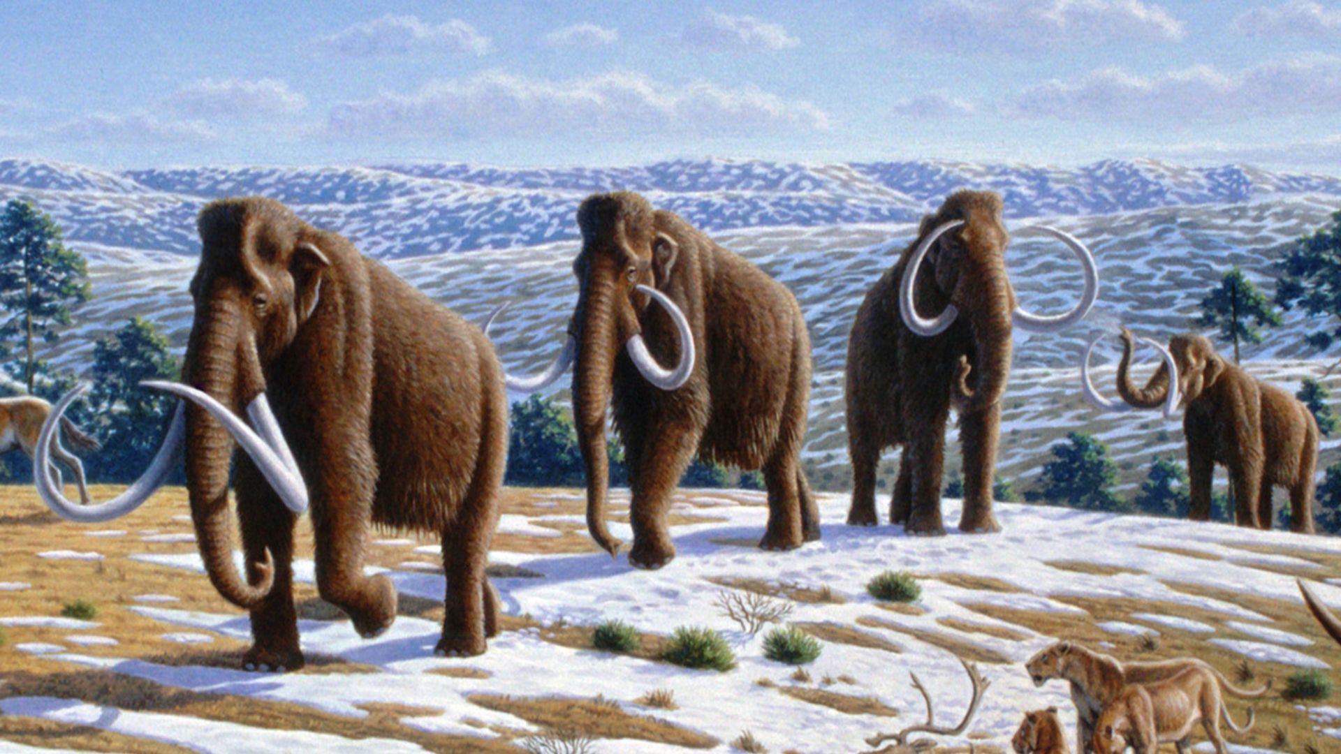 Woolly mammoths (Mammuthus primigenius) in a late Pleistocene landscape in northern Spain. (Information according to the caption of the same image in Alan Turner (2004)       National Geographic Prehistoric Mammals, Washington, D.C.:  National Geographic 