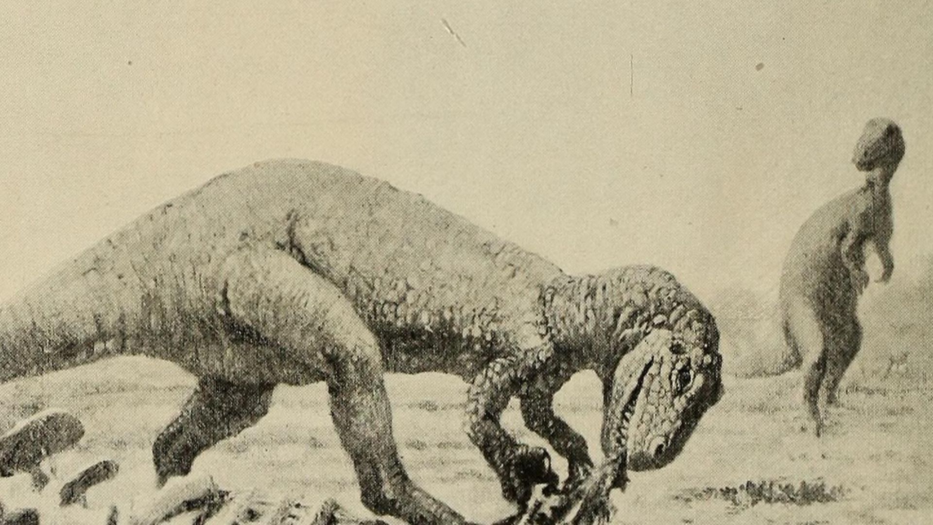 Osteology of the carnivorous Dinosauria in the United States National museum : with special reference to the genera Antrodemus (Allosaurus) and Ceratosaurus /
