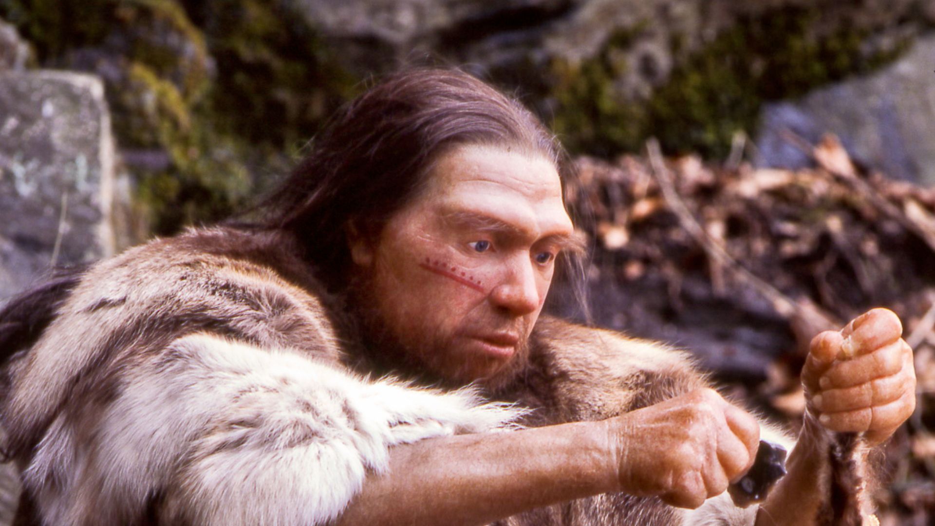 Lebend-Rekonstruktion im Neanderthal-Museum (Erkrath, Mettmann) eines Homo sapiens neanderthalensis-Jägers