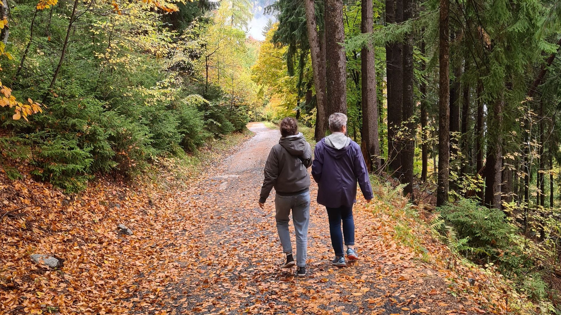 Two friends stroll through a scenic autumn forest, enjoying nature's beauty.