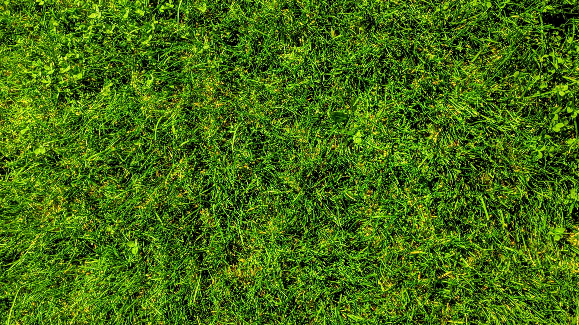 green grass field during daytime