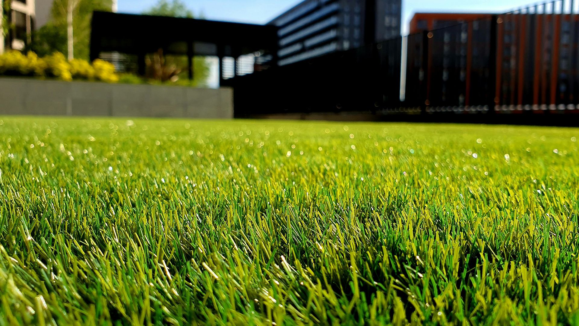 green grass field