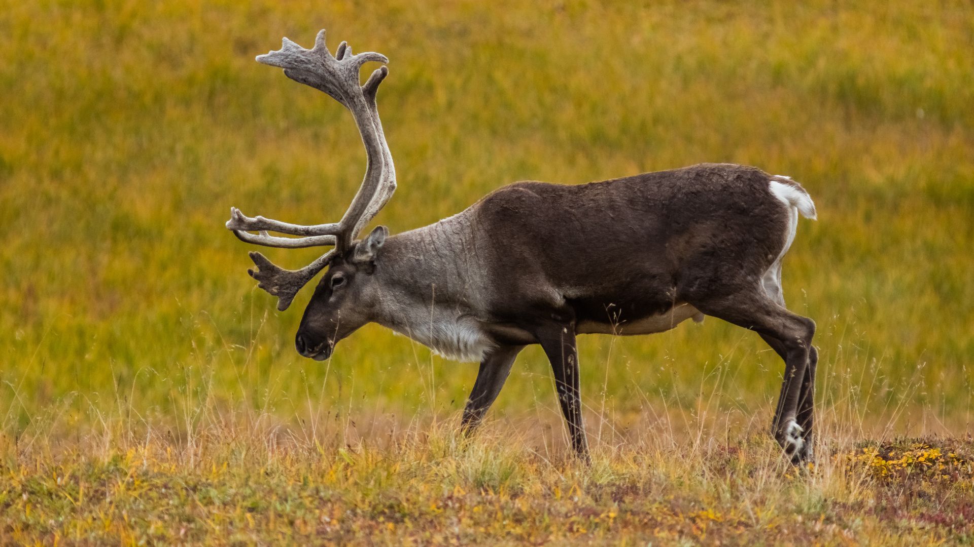 Reindeer (Rangifer tarandus), Denali National Park‎, Alaska, United States