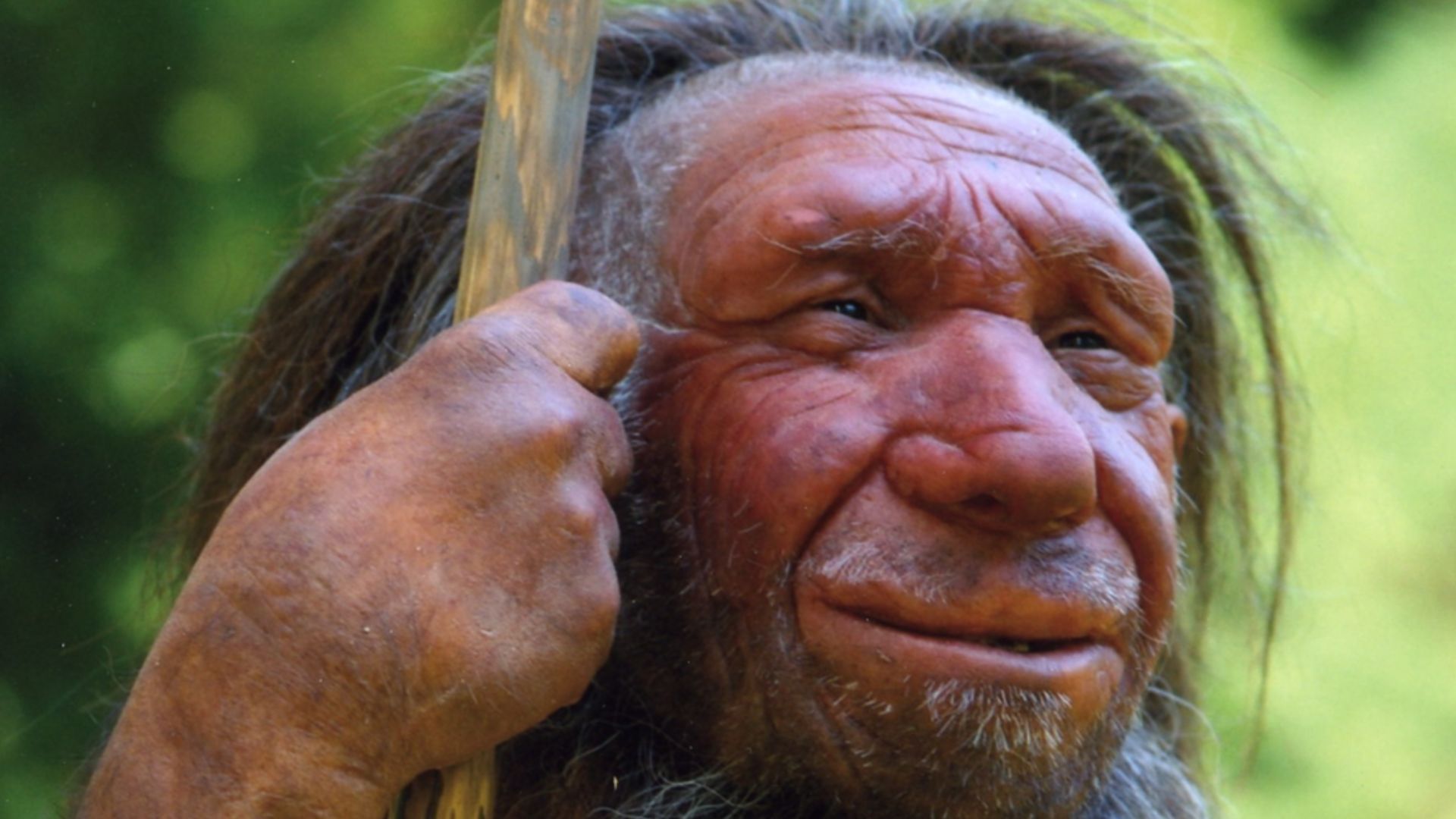 Lebend-Rekonstruktion im Neanderthal-Museum (Erkrath, Mettmann) eines Homo sapiens neanderthalensis „Mr. N“ (Ausschnitt des Originalfotos)