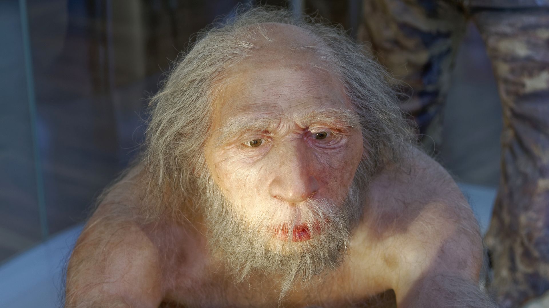 Model of Homo neanderthalensis elder man in The Natural History Museum, Vienna