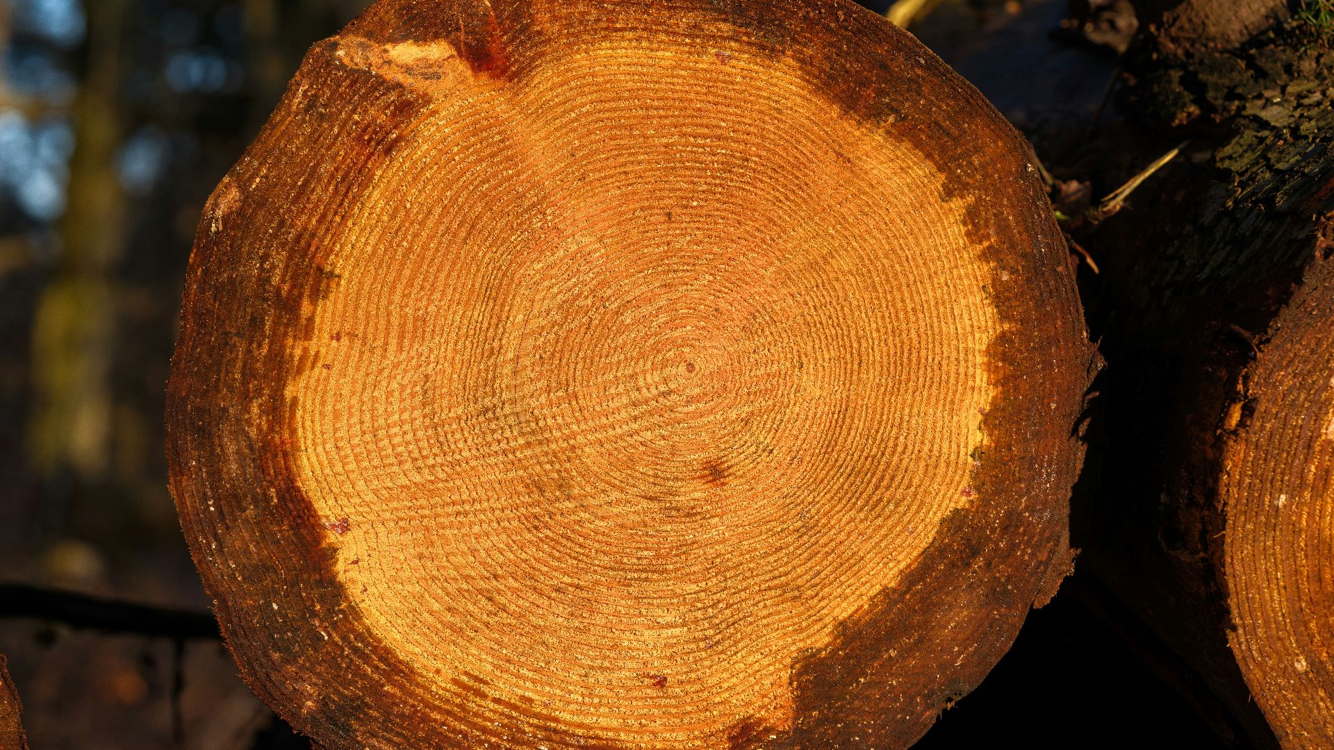A pile of cut logs in a forest