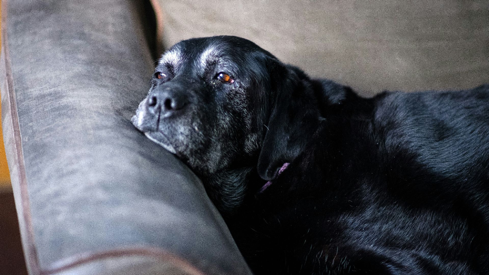 a large black dog laying on top of a couch