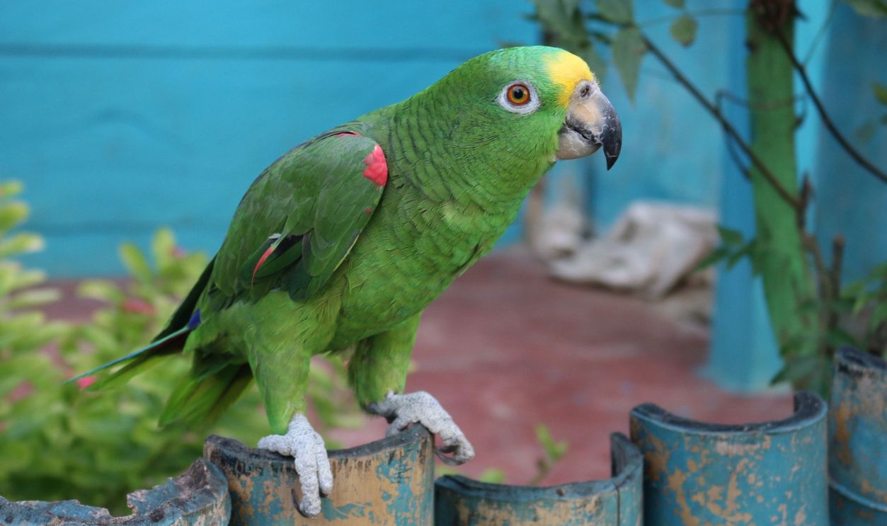 Vibrant green parrot perched on a fence with a colorful tropical backdrop.