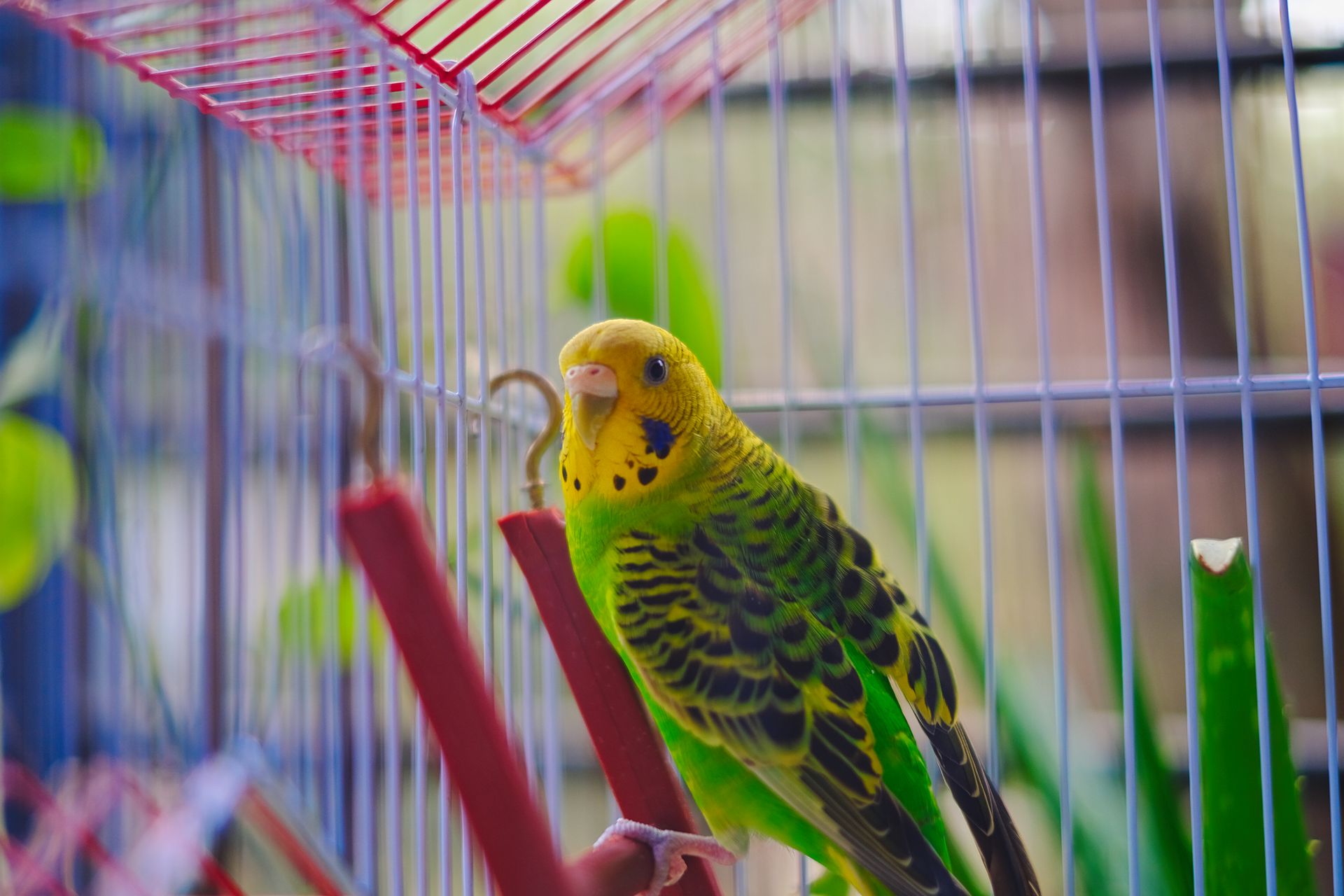 Pexels-Sujasen-22813870