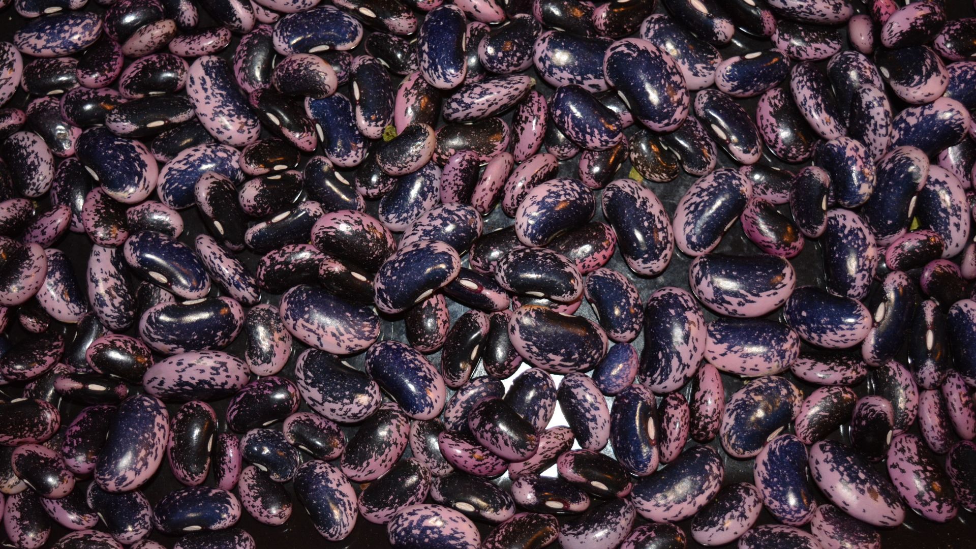 Phaseolus coccineus, the Scarlet Runner cultivar. A similar cultivar, the Japanese runner, sold in the USA under the names of