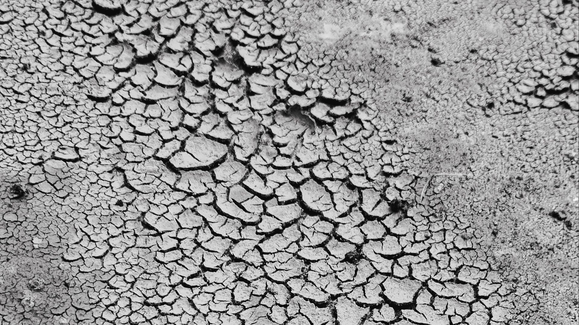 Monochrome close-up of cracked earth texture, perfect for backgrounds or design elements.