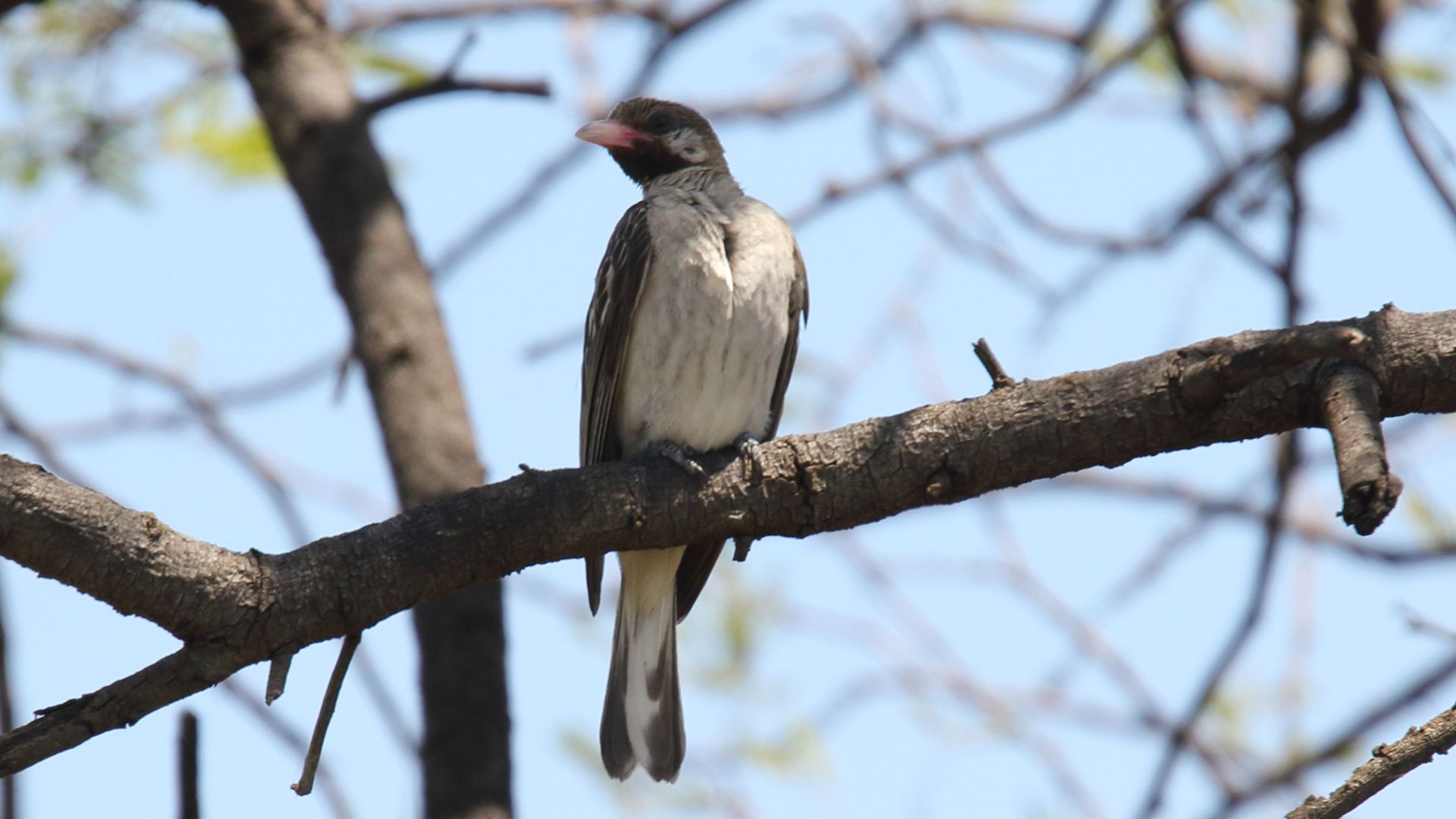 Adult male of the Greater honeyguide in Tanzania