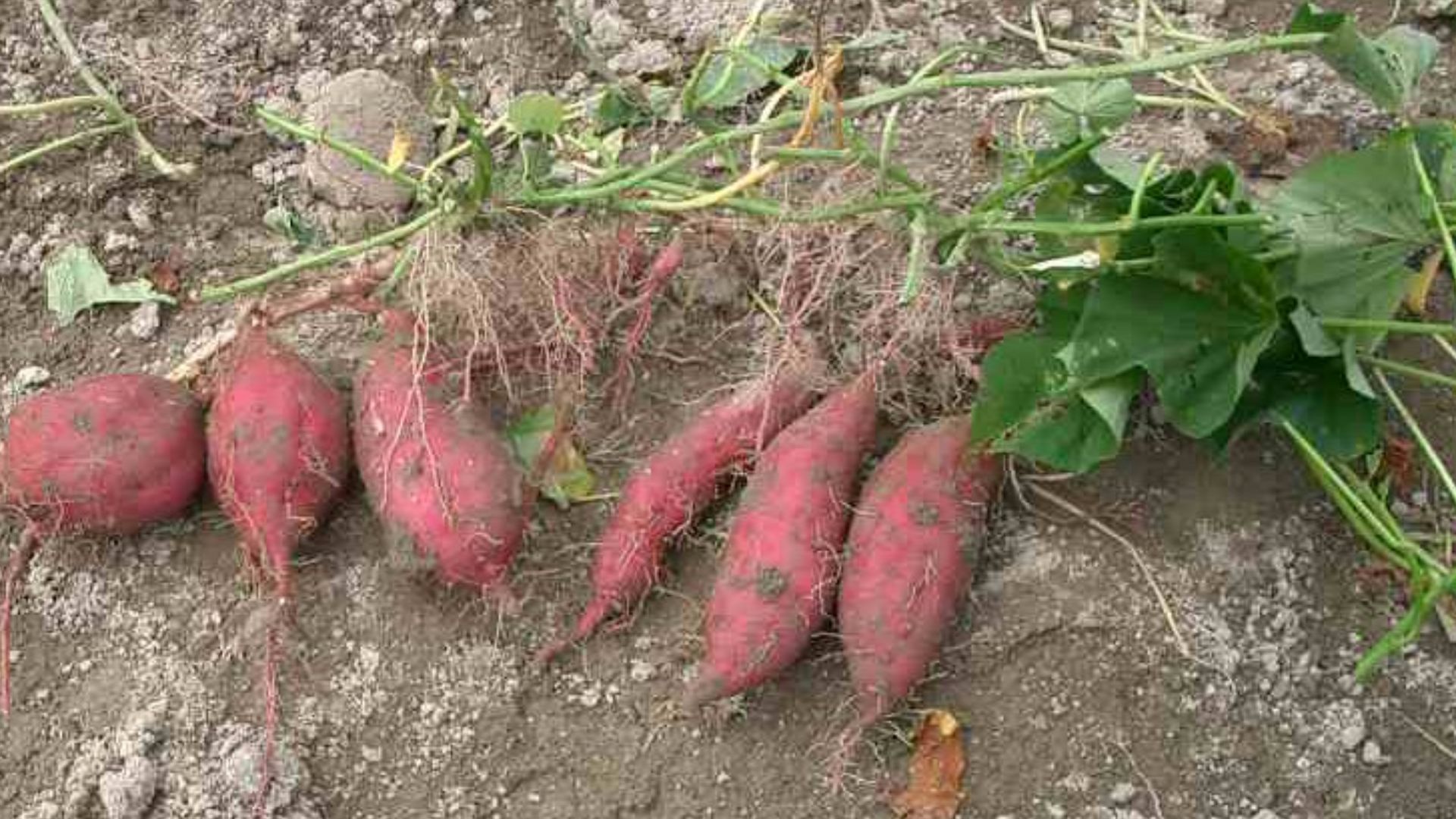 Ipomoea batatasL. (en:Sweet Potato)