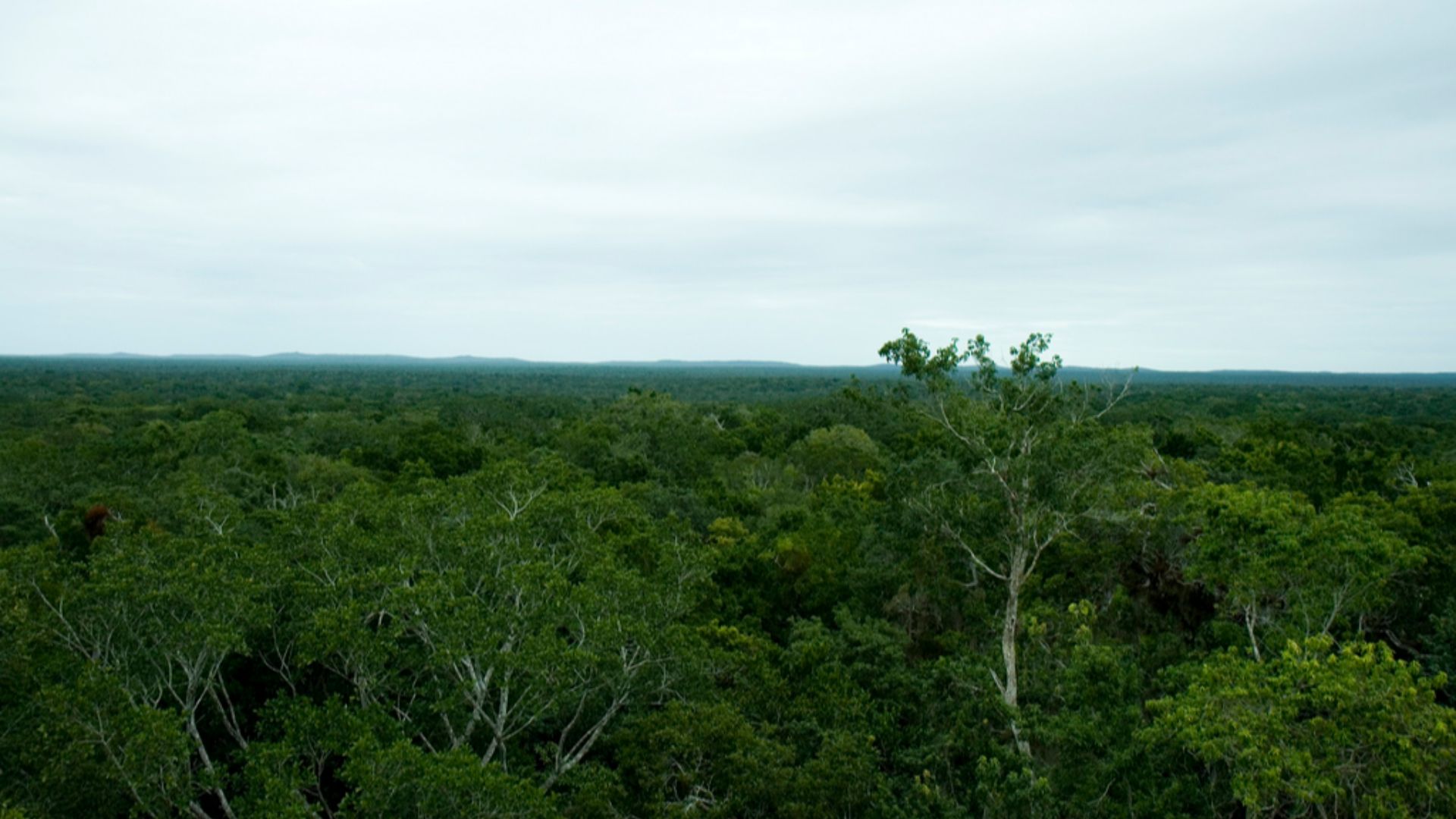Calakmul bio reserve. Taken from the top of one of many Mayan ruins.