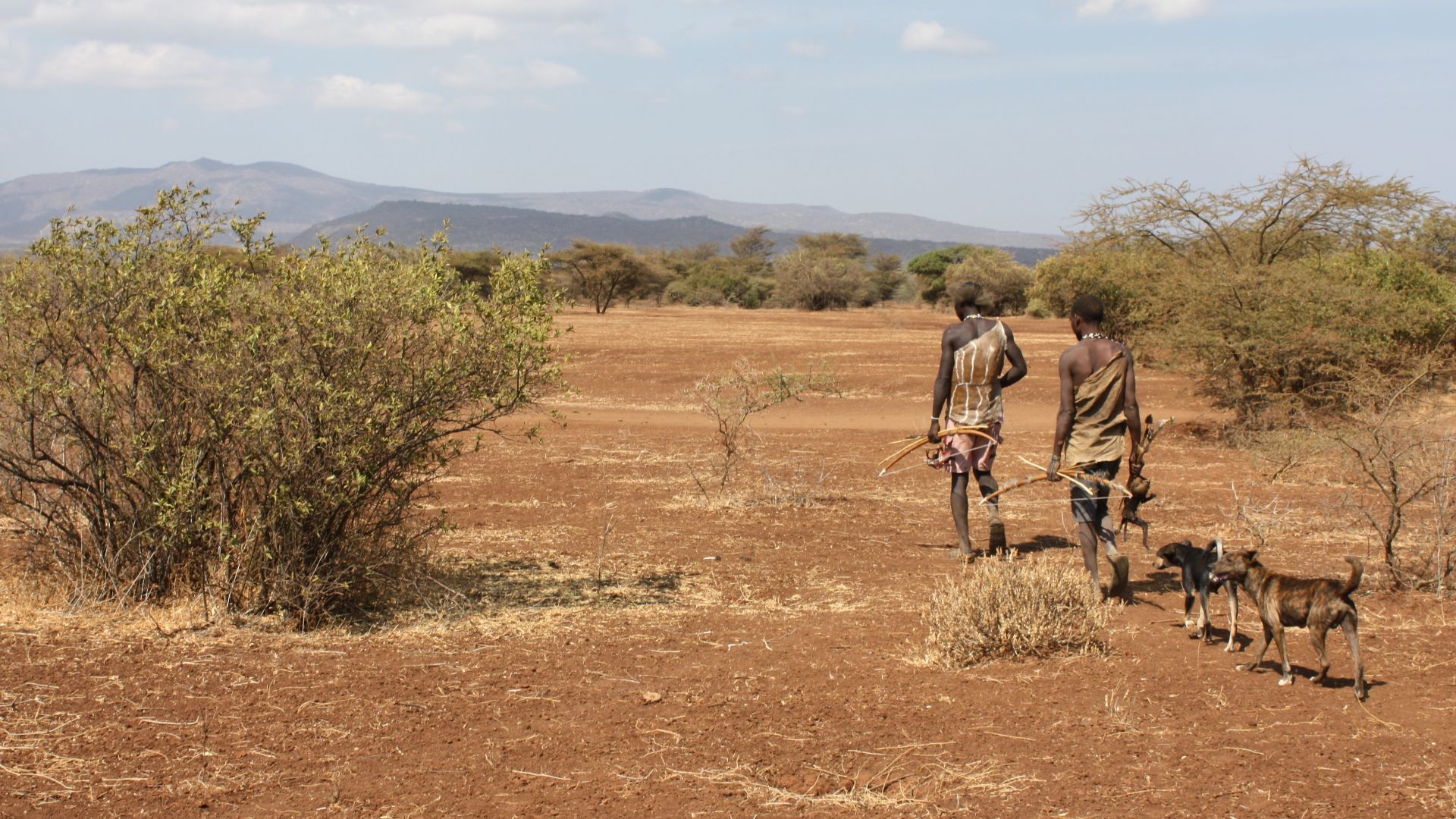 Two Hadzabe men in Tanzania walking, carrying bows and today's catch. Two dogs follow them.