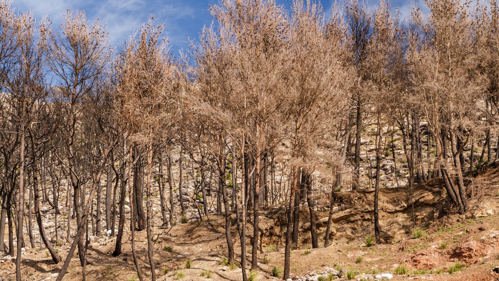 Increased forest fires due to climate change

   



global problem: Climate change   



Title
Climate change



Instance of
global problem and human impact on the environment

















































Part of
environmental issue a
