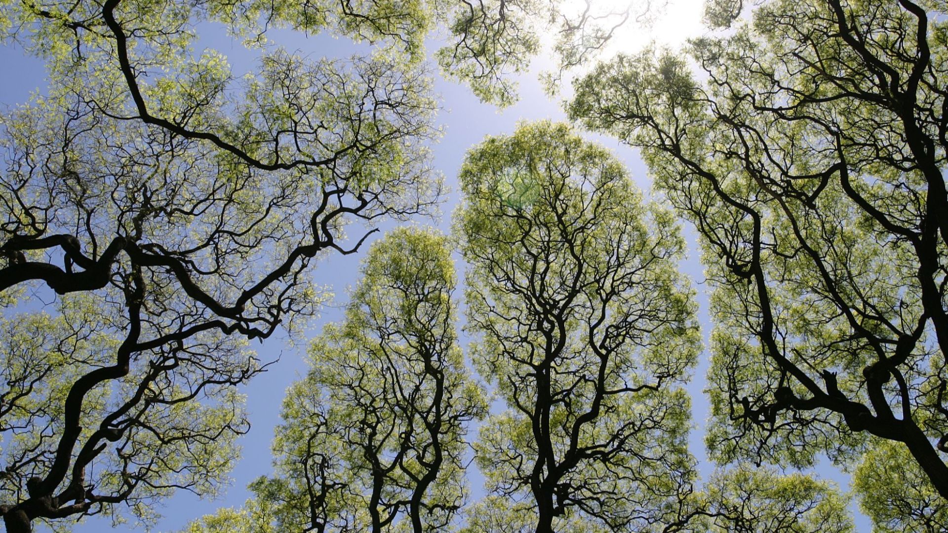 The trees in Plaza San Martin Buenos Aires form interesting patternsRiver of Blue