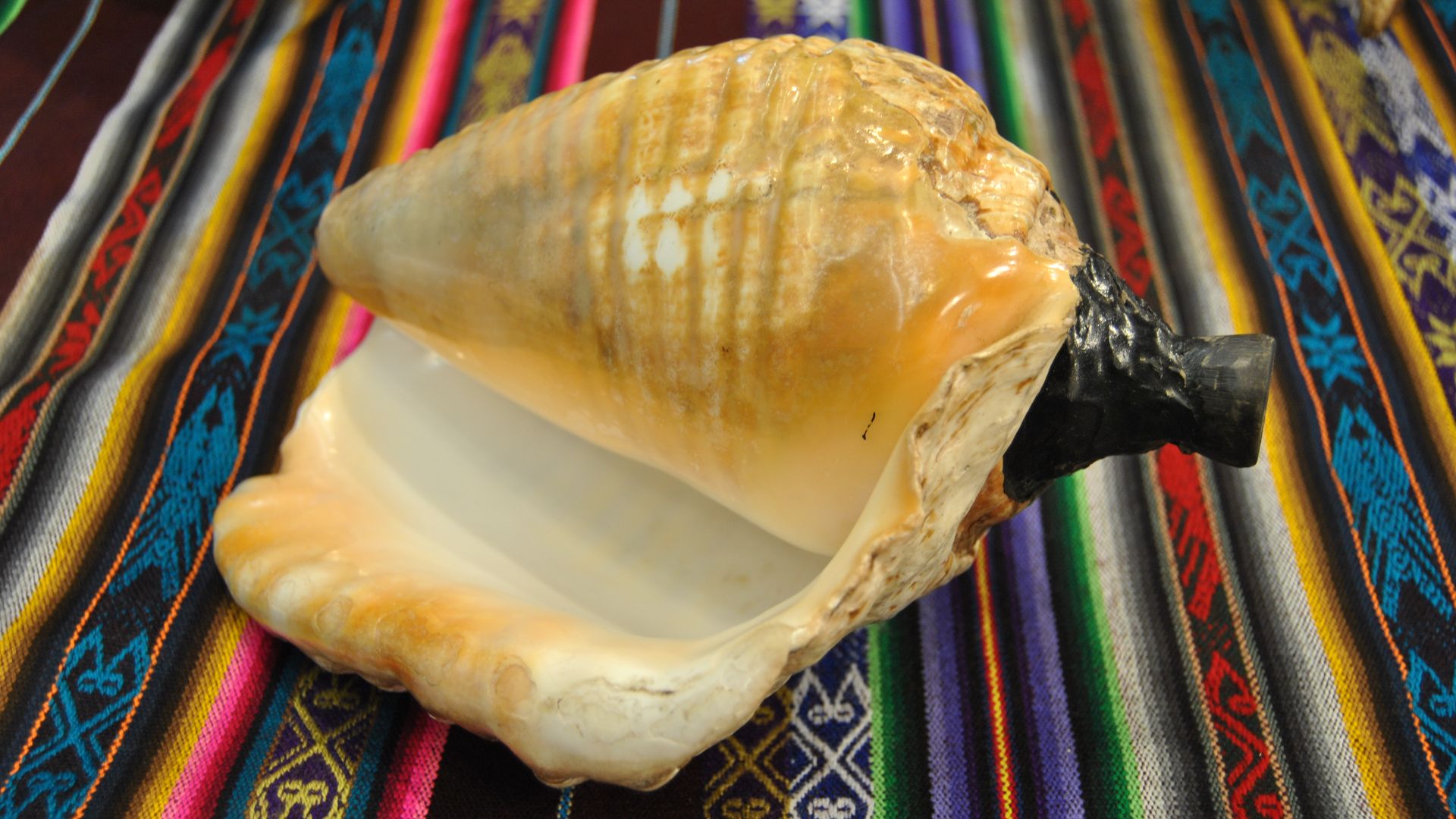 Trompeta con caracola del Perú