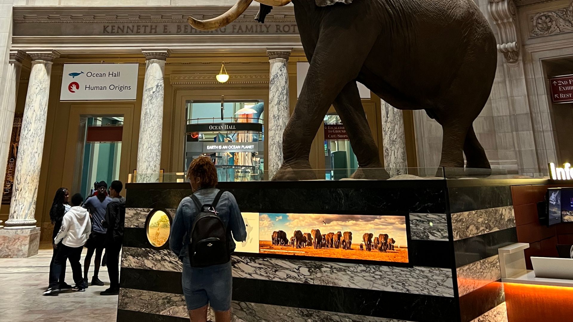 African elephant taxidermy at National Museum of Natural History, United States