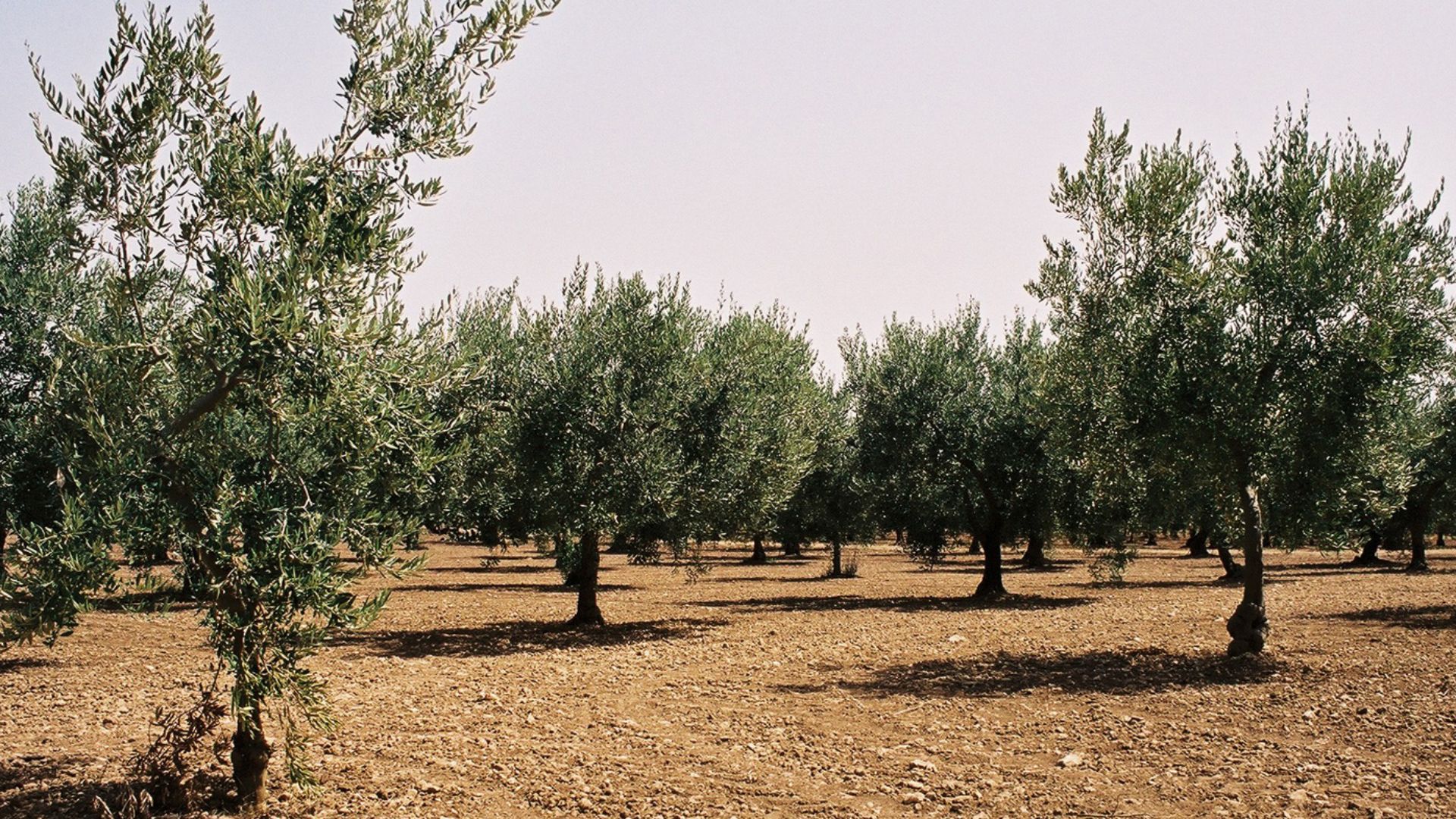 Campobello di Mazara: Olive grove near Rocche di Cusa