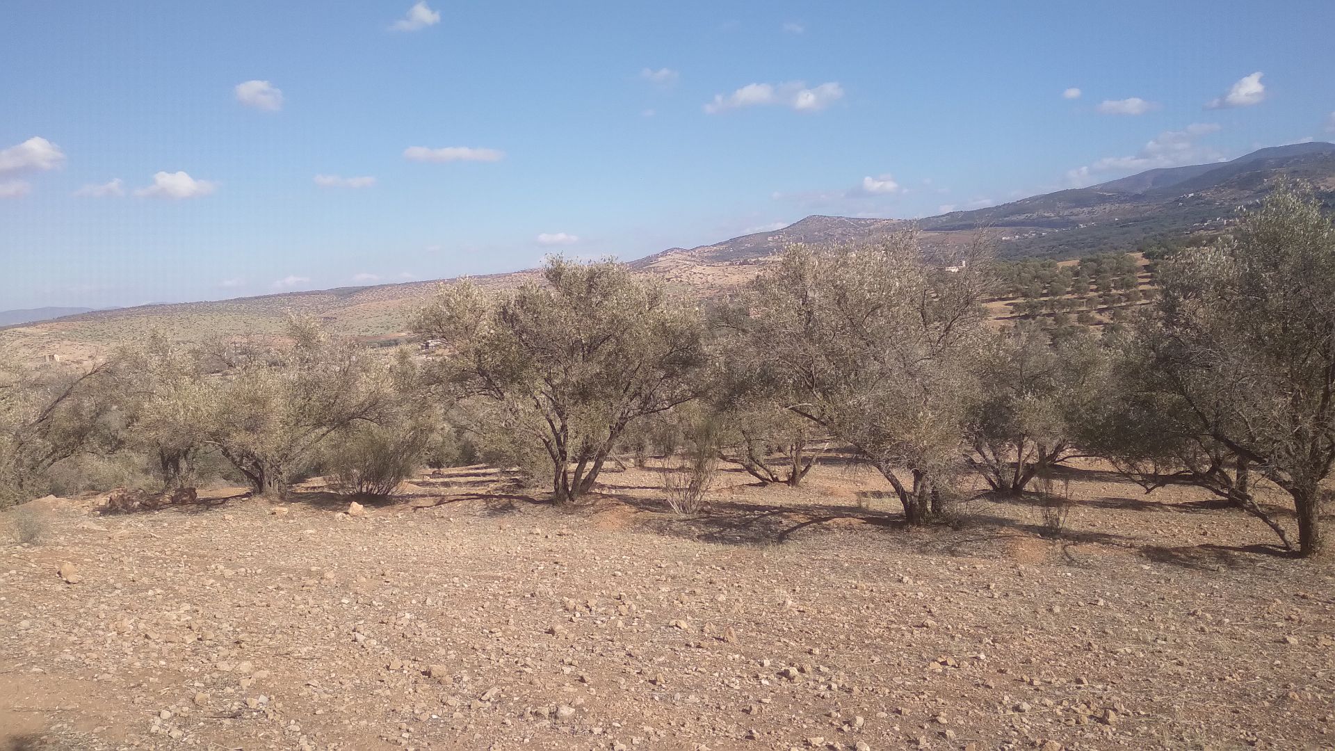 Commune Imlil olive trees
