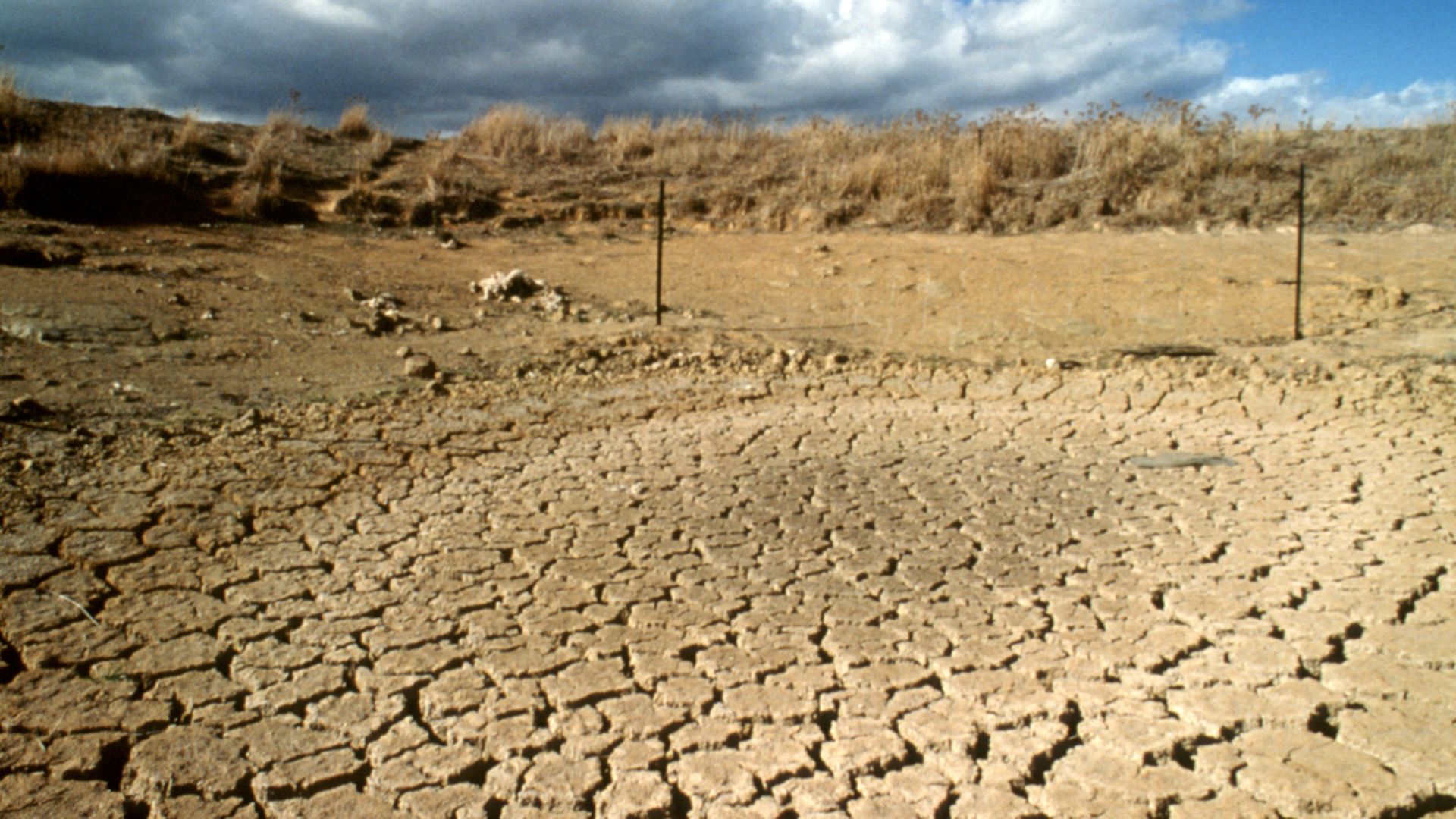 A drought stricken paddock.