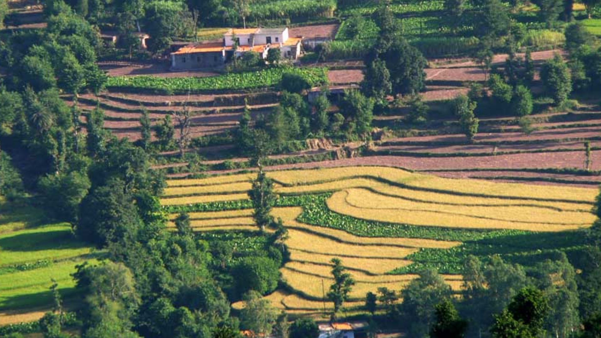 Terrace farming in Kasauli in the Shivalik hills, Himachal Pradesh. The yellow on the roof of the building is actually maize drying.