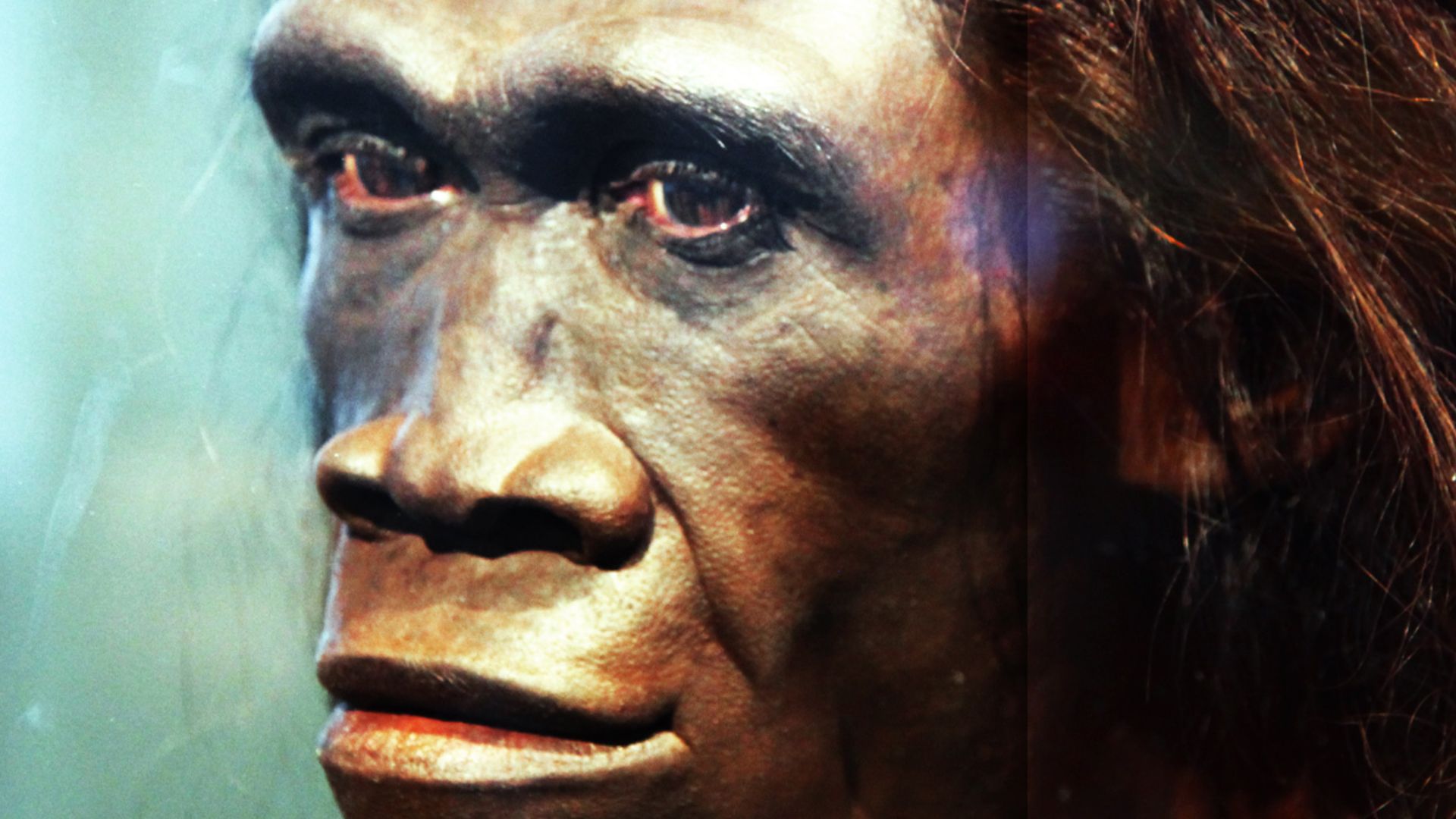 A model of the face of an adult female Homo erectus, one of the first truly human ancestors of modern man, on display in the Hall of Human Origins in the Smithsonian Museum of Natural History in Washington, D.C.
By reconstruction by John Gurche; photograp