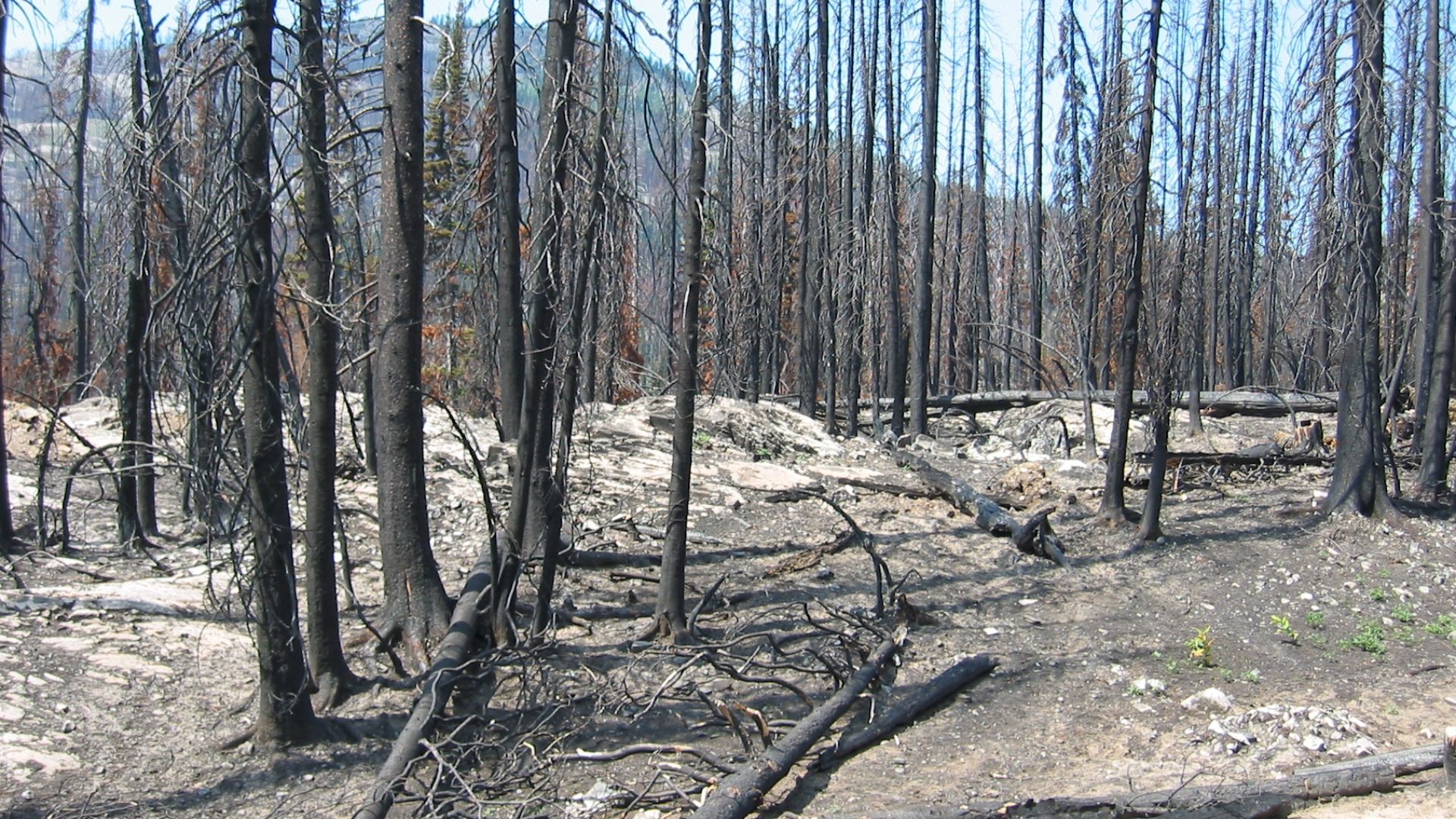 Charred forest following a fire in the North Cascades, Washington.  Ground vegetation is just beginning to return.