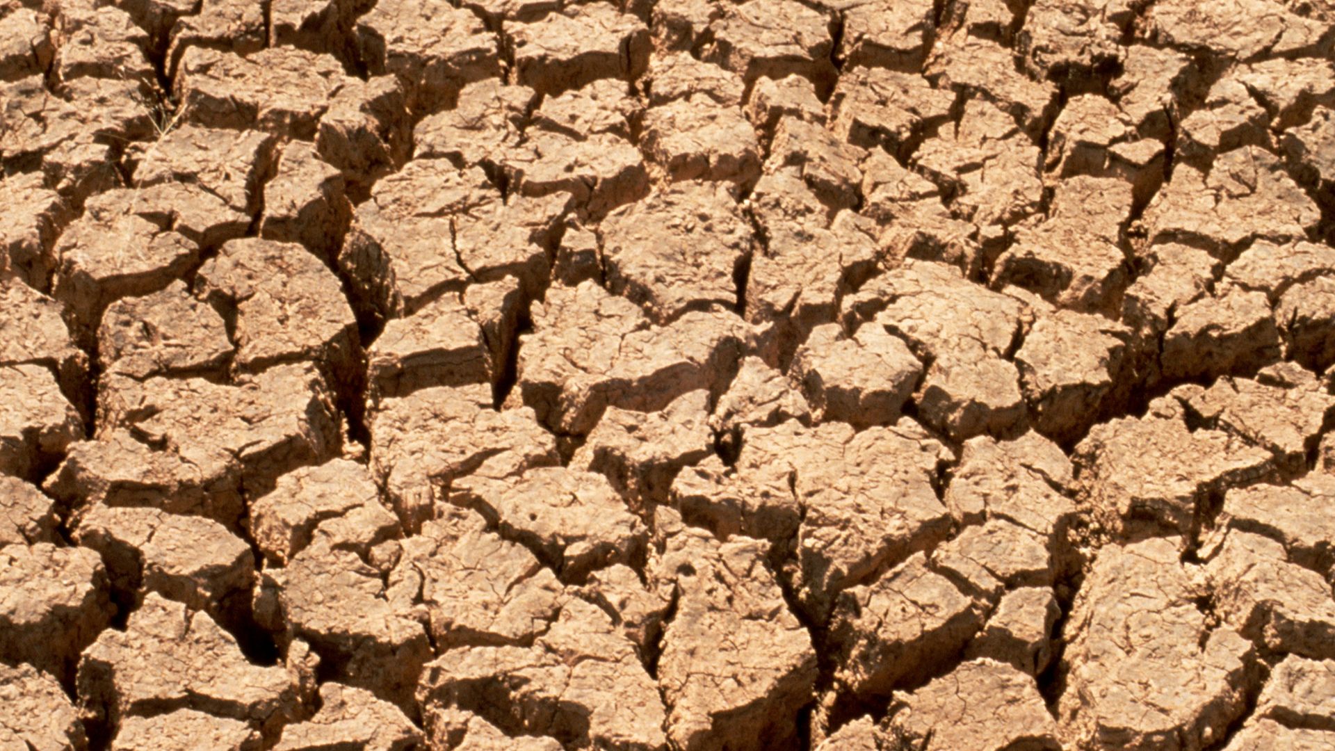 Parched earth, typical of a drought.