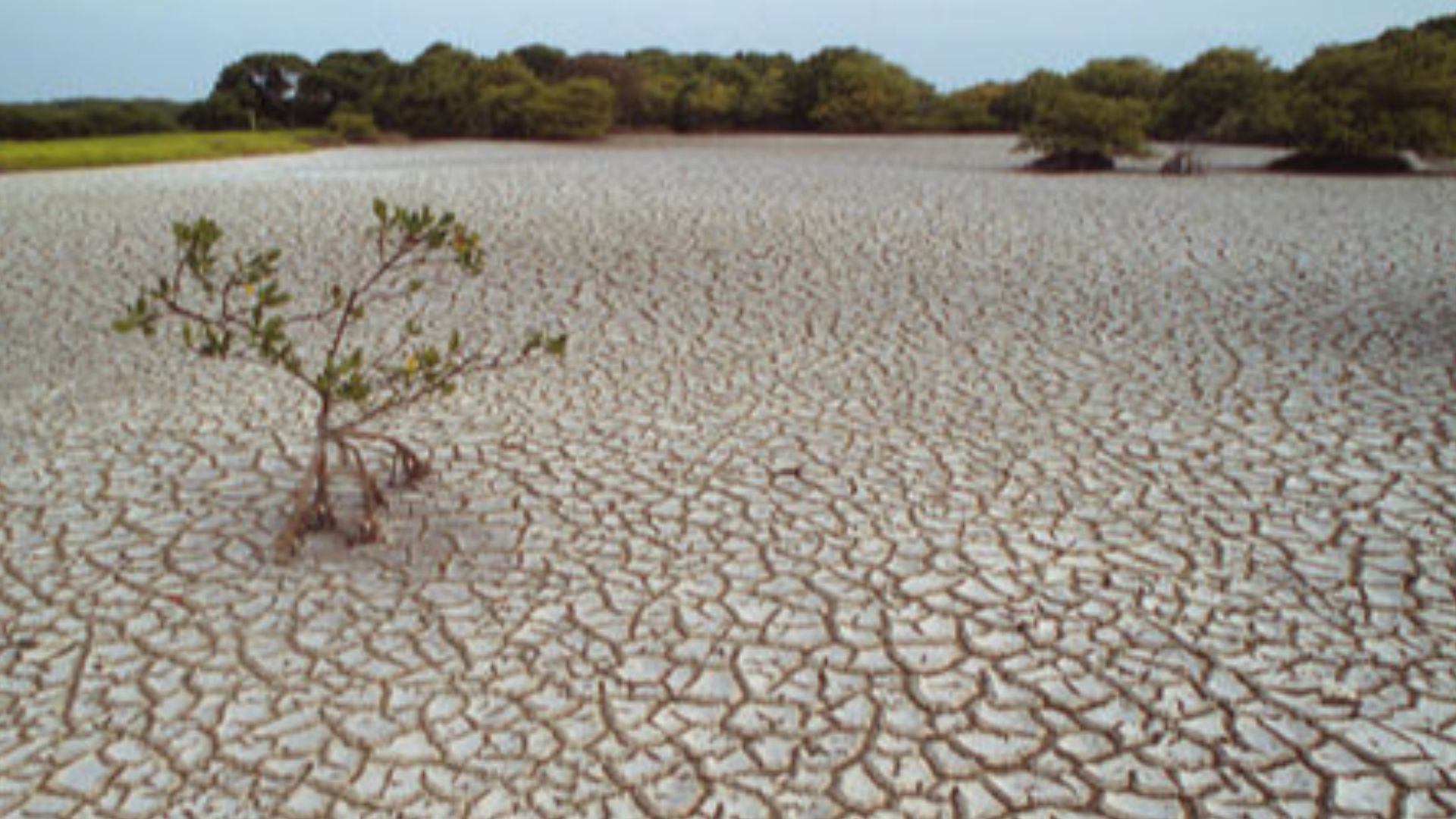 Drought, Mangrove in parched land. French Guiana.