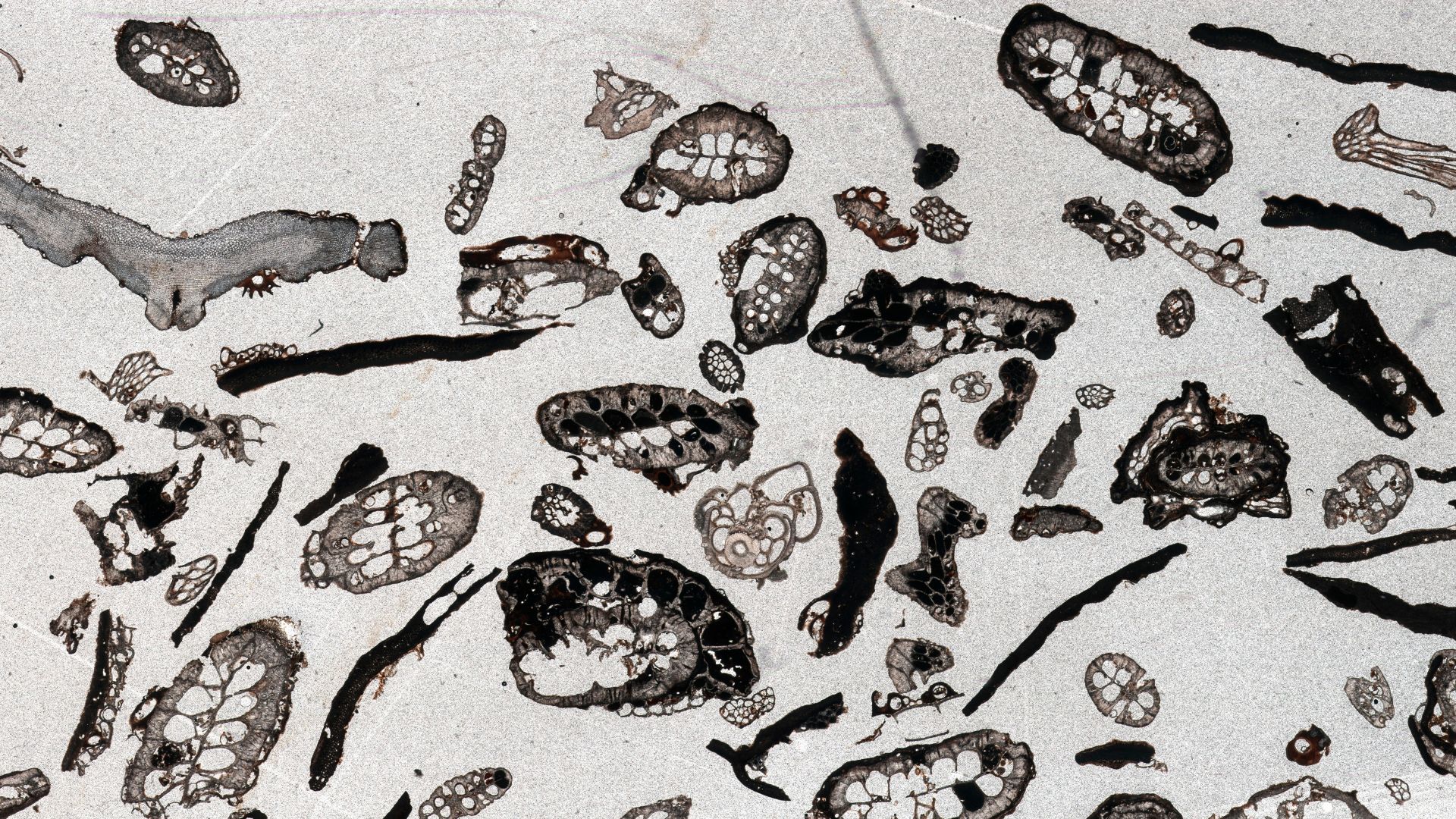 Thin section in plane-polarized light through sediment collected at water depth of 102 m.
Bryozoans and mollusk fragments.