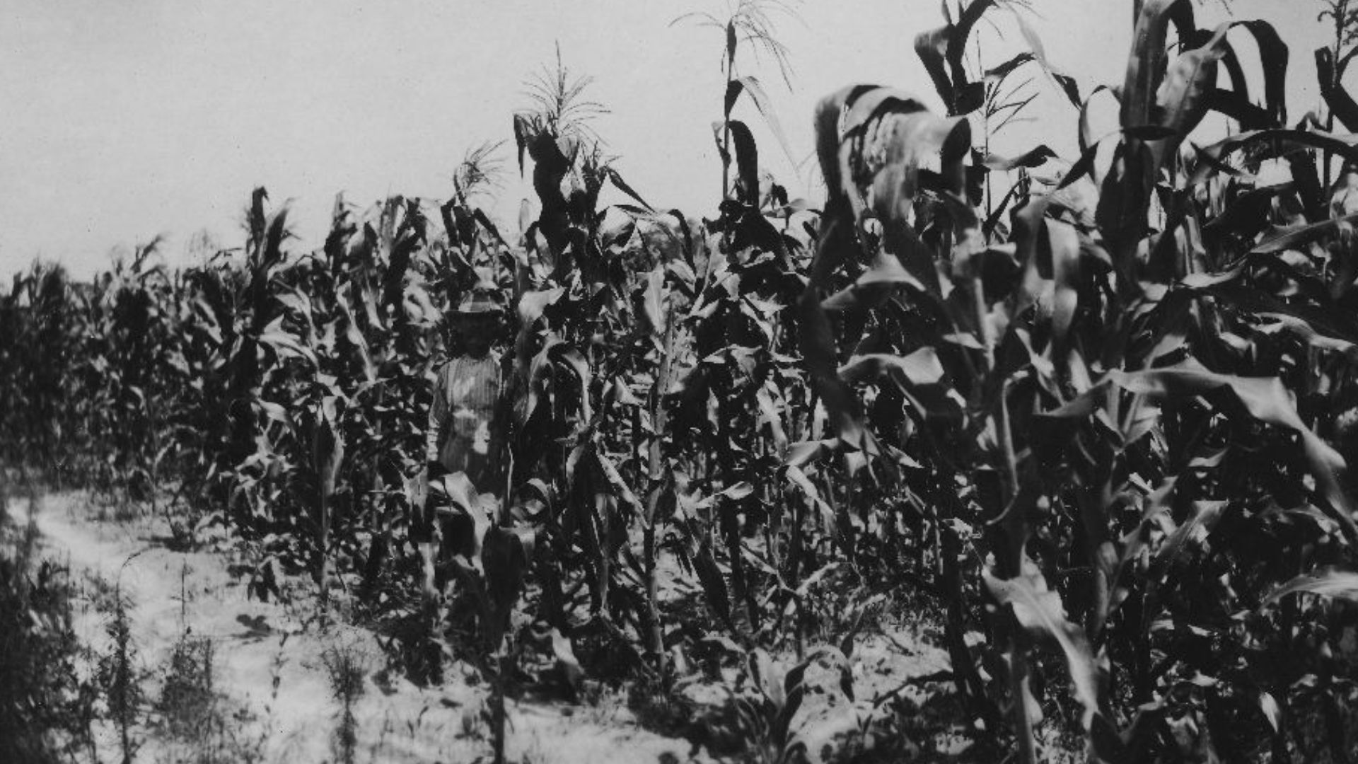Indian Corn. A Staple Crop of the Colonists. Farming colonies founded by Hugh MacRae and the Carolina Trucking Development Company of Wilmington, NC, c.1909.  From the Hugh MacRae Carolina Trucking Development Company Photograph Collection, PhC.150