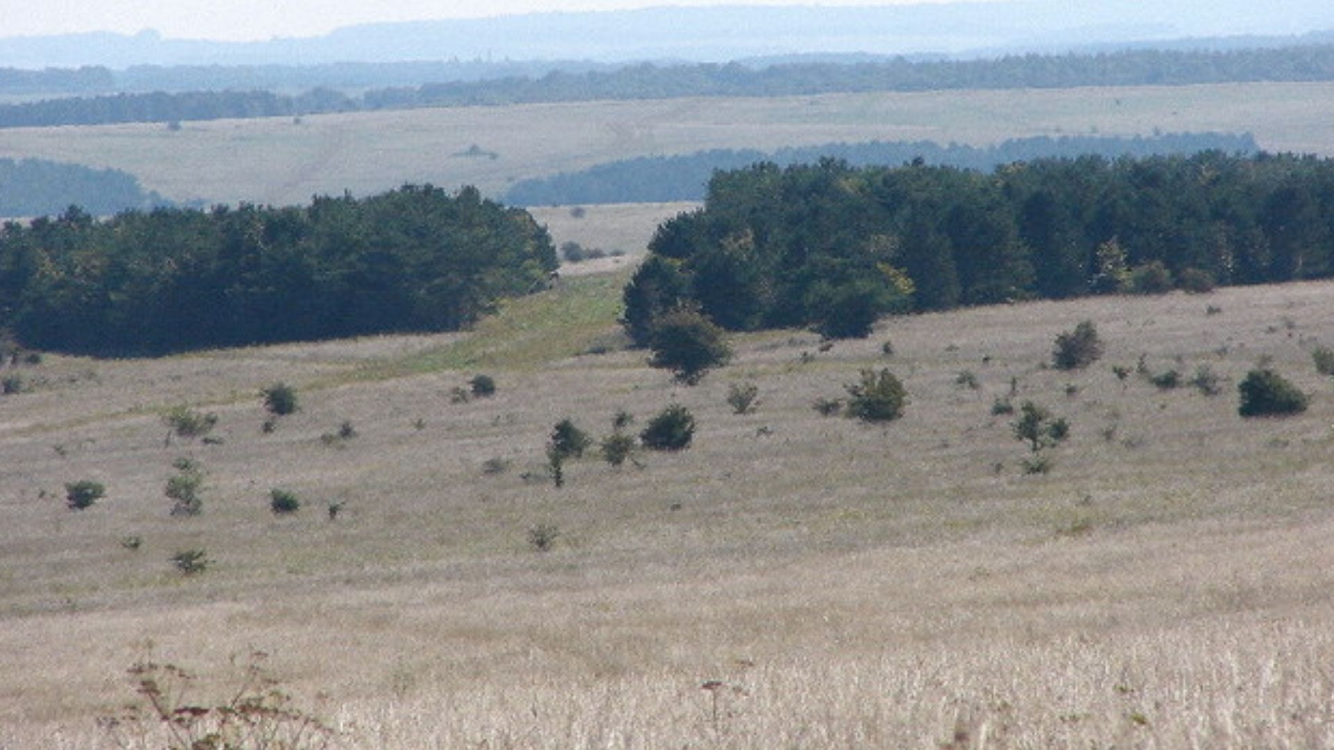Woods on Imber Range, Salisbury Plain The military training area is dotted with small woods on the downland. Telephoto shot from road temporarily open to the public for a week during August. (The trees in the middle distance are possibly un-named strip wo