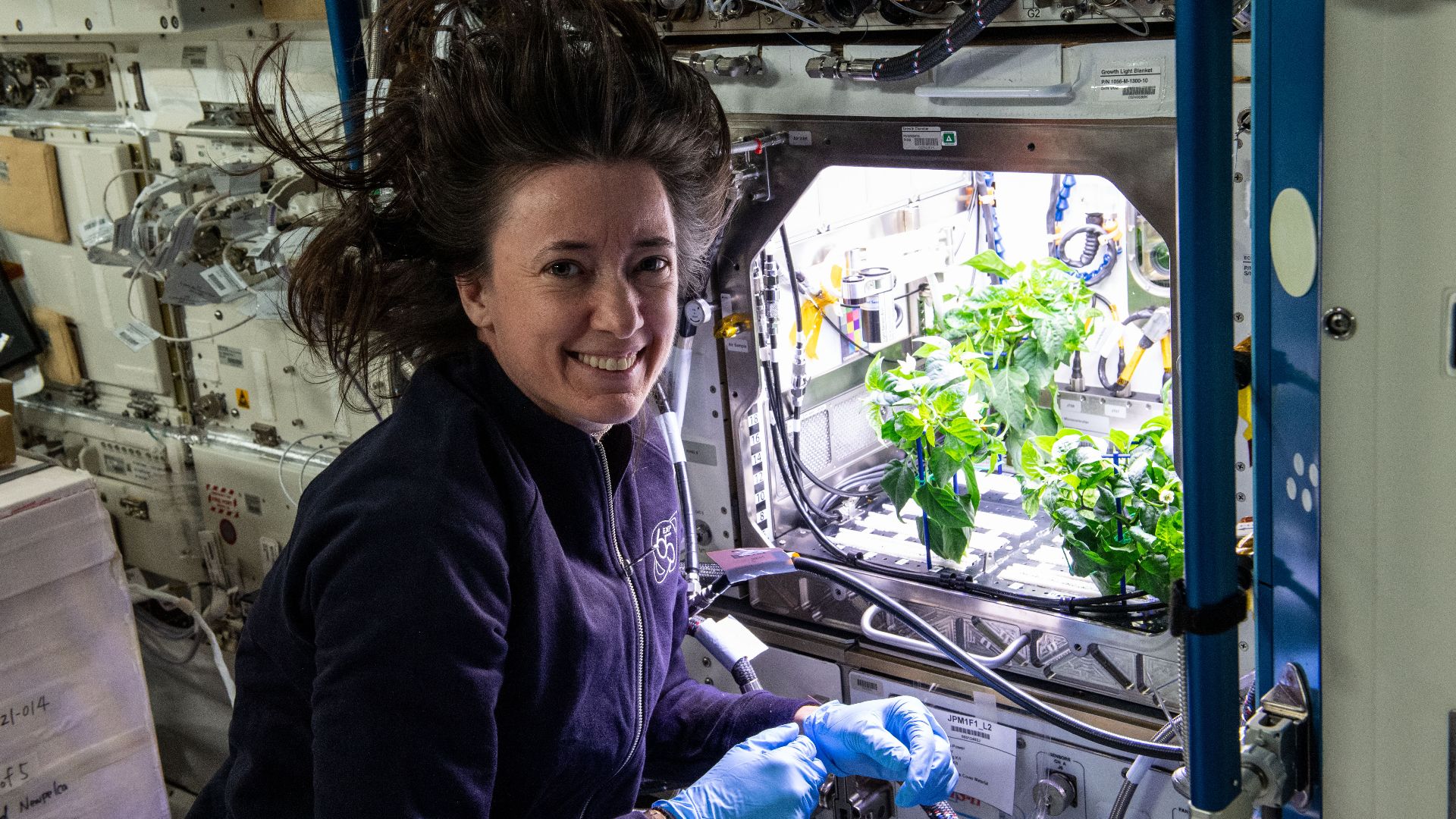 NASA astronaut and Expedition 65 Flight Engineer Megan McArthur cleans up debris in the International Space Station’s Plant Habitat, which is growing Hatch Green chiles for the Plant Habitat-04 space crop experiment.