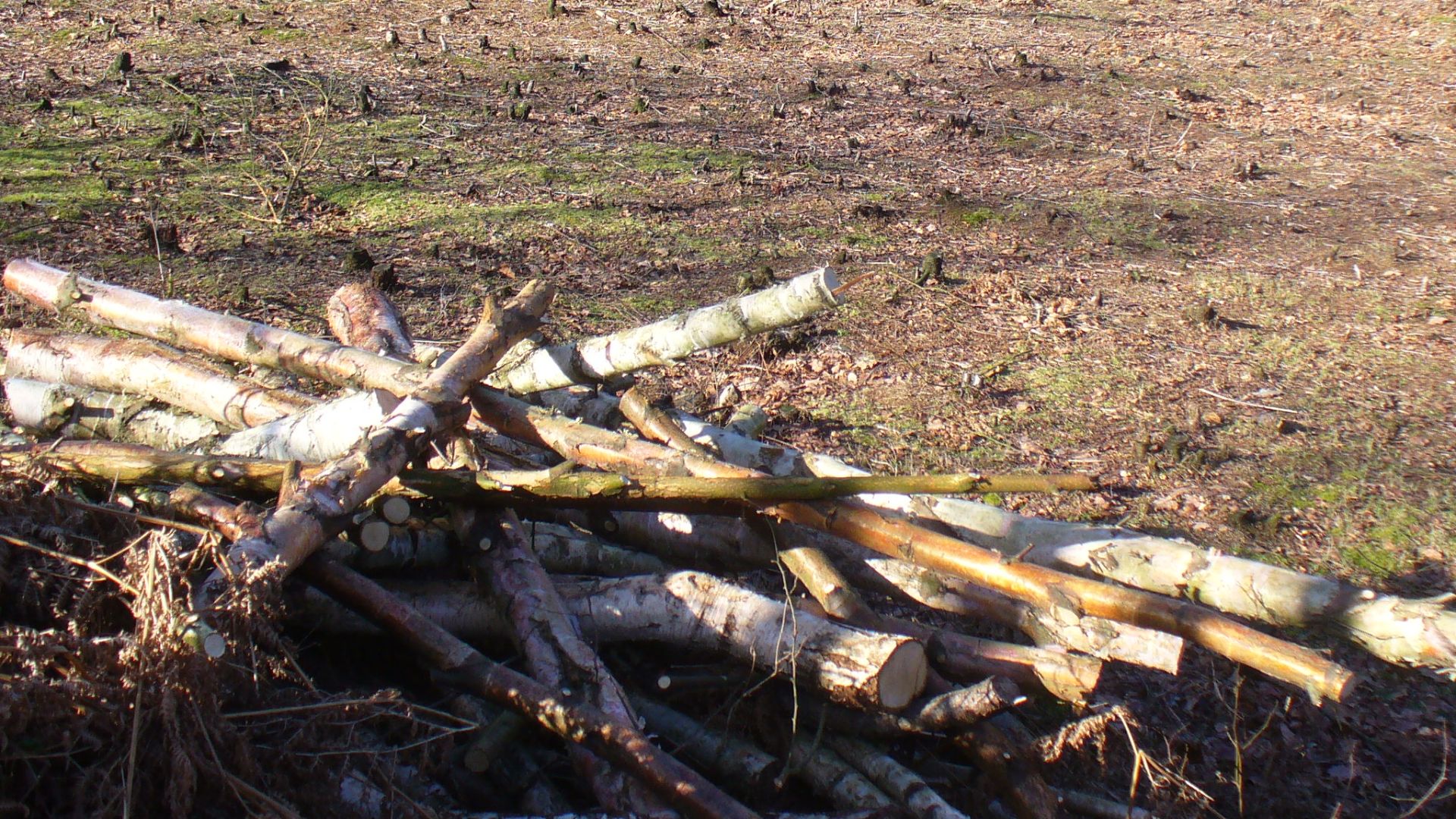 Log Pile, Bagmoor Wood