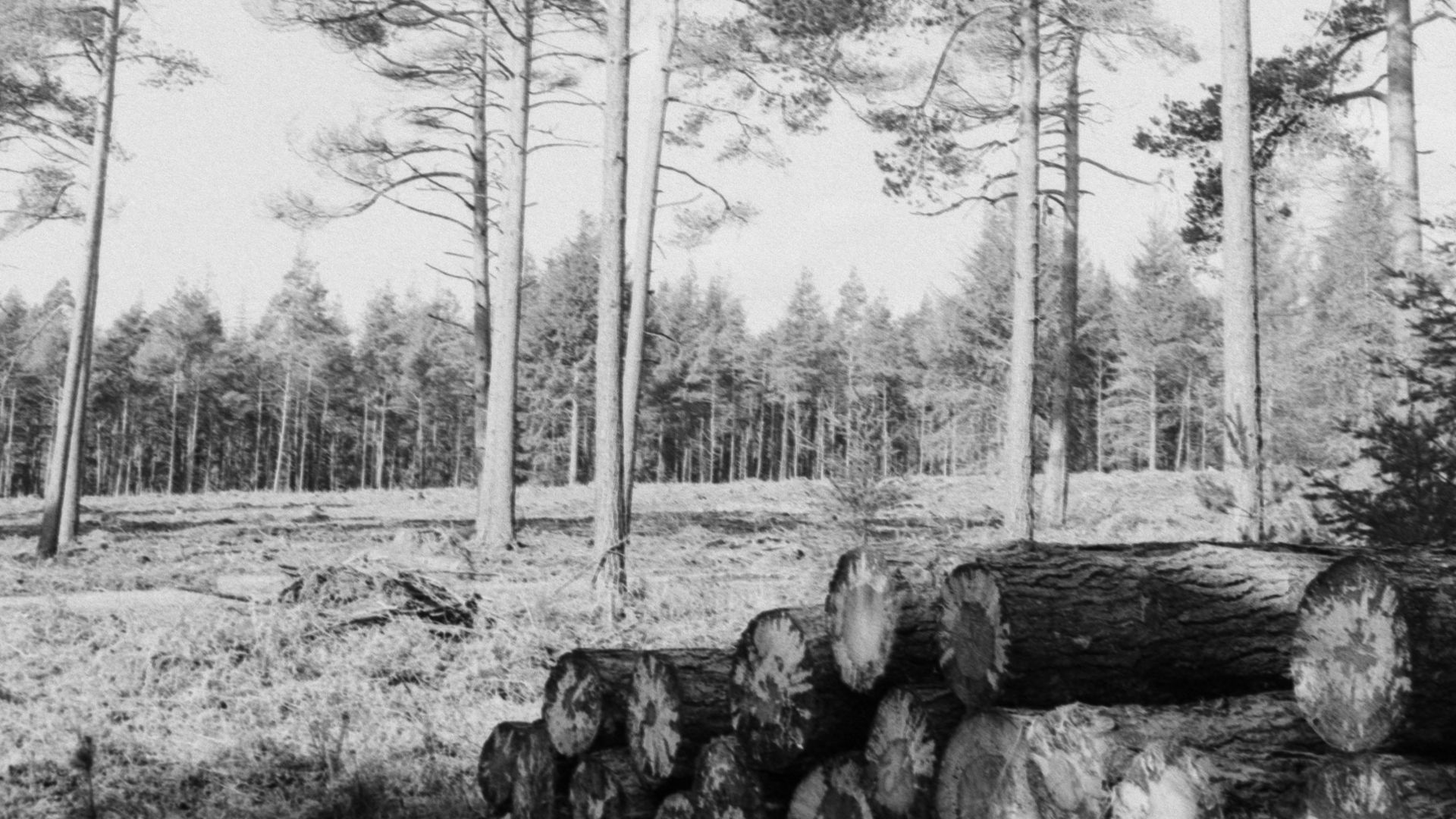 grayscale photo of trees and grass