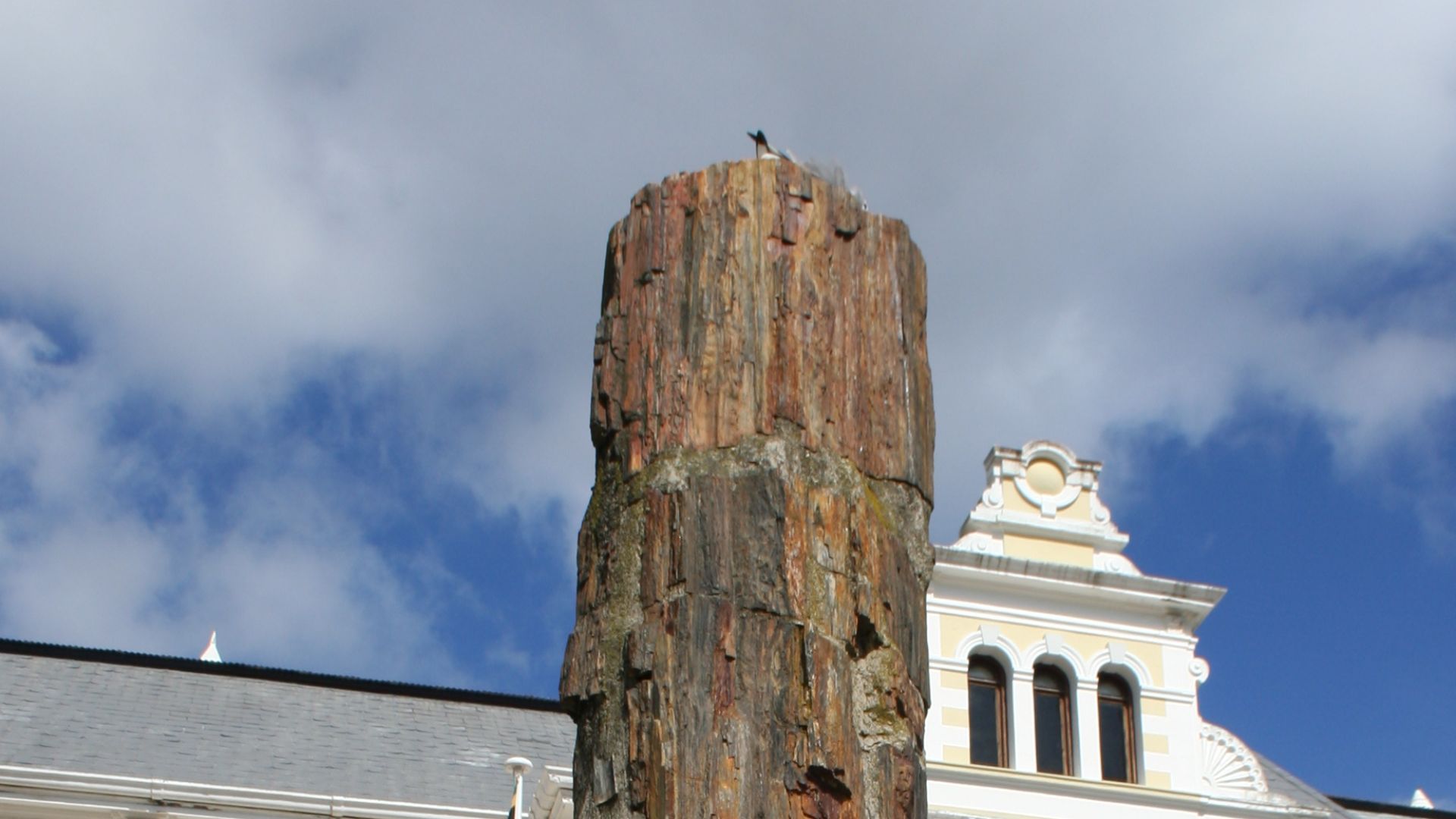 The petrified wood column at the Iziko South Africa Museum front entrance at the Company Gardens
A 245 million-year-old fossilized tree trunk from the Senekal district in the northern Free State of South Africa. One of many trees that originally grew alon